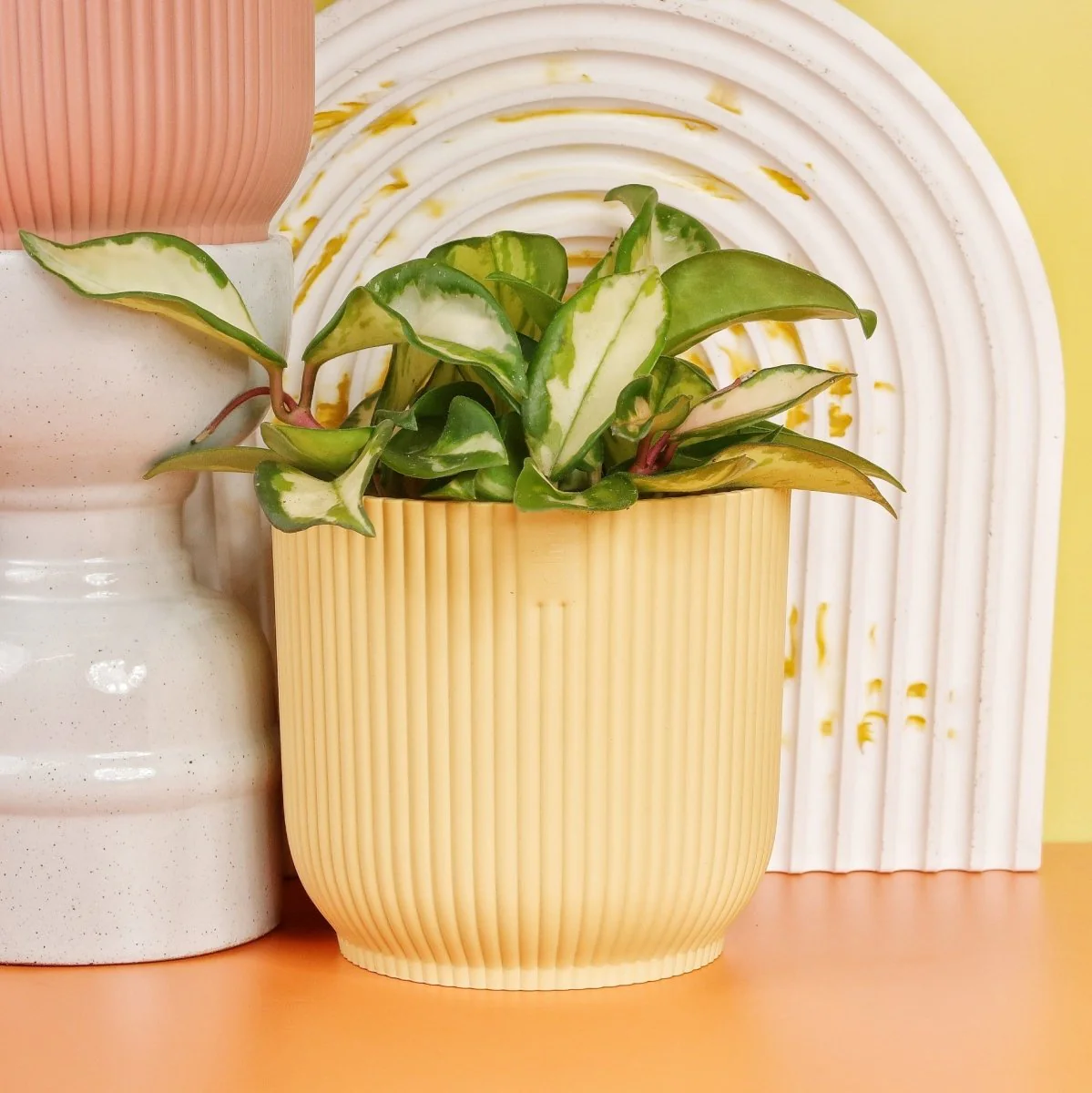 HOYA CARNOSA TRICOLOR - Image 8