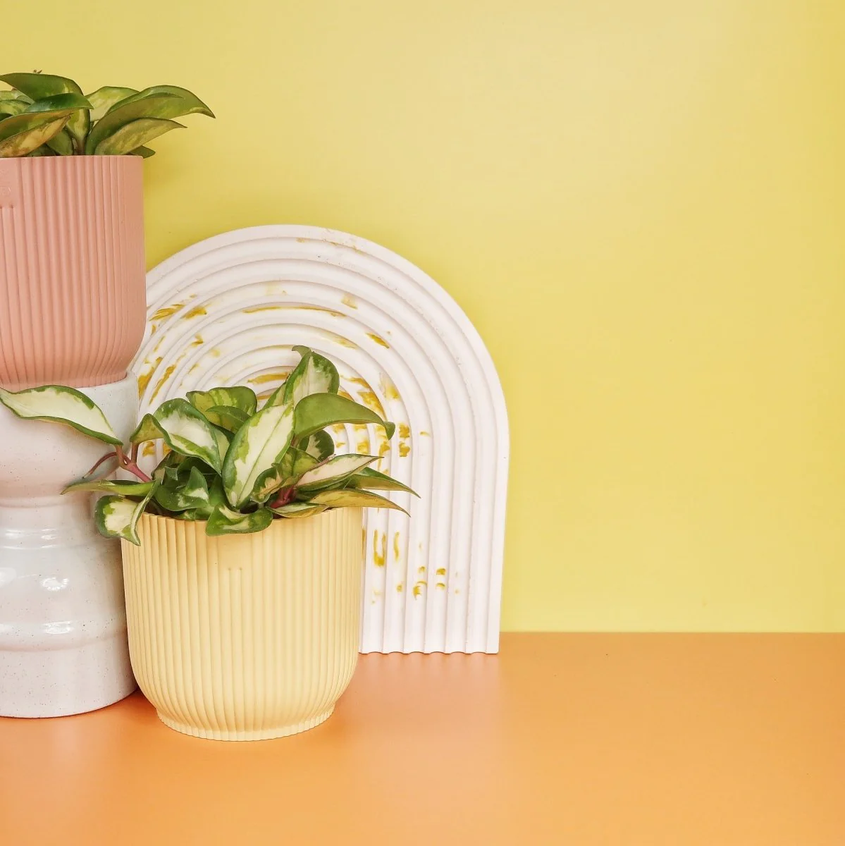 HOYA CARNOSA TRICOLOR - Image 9