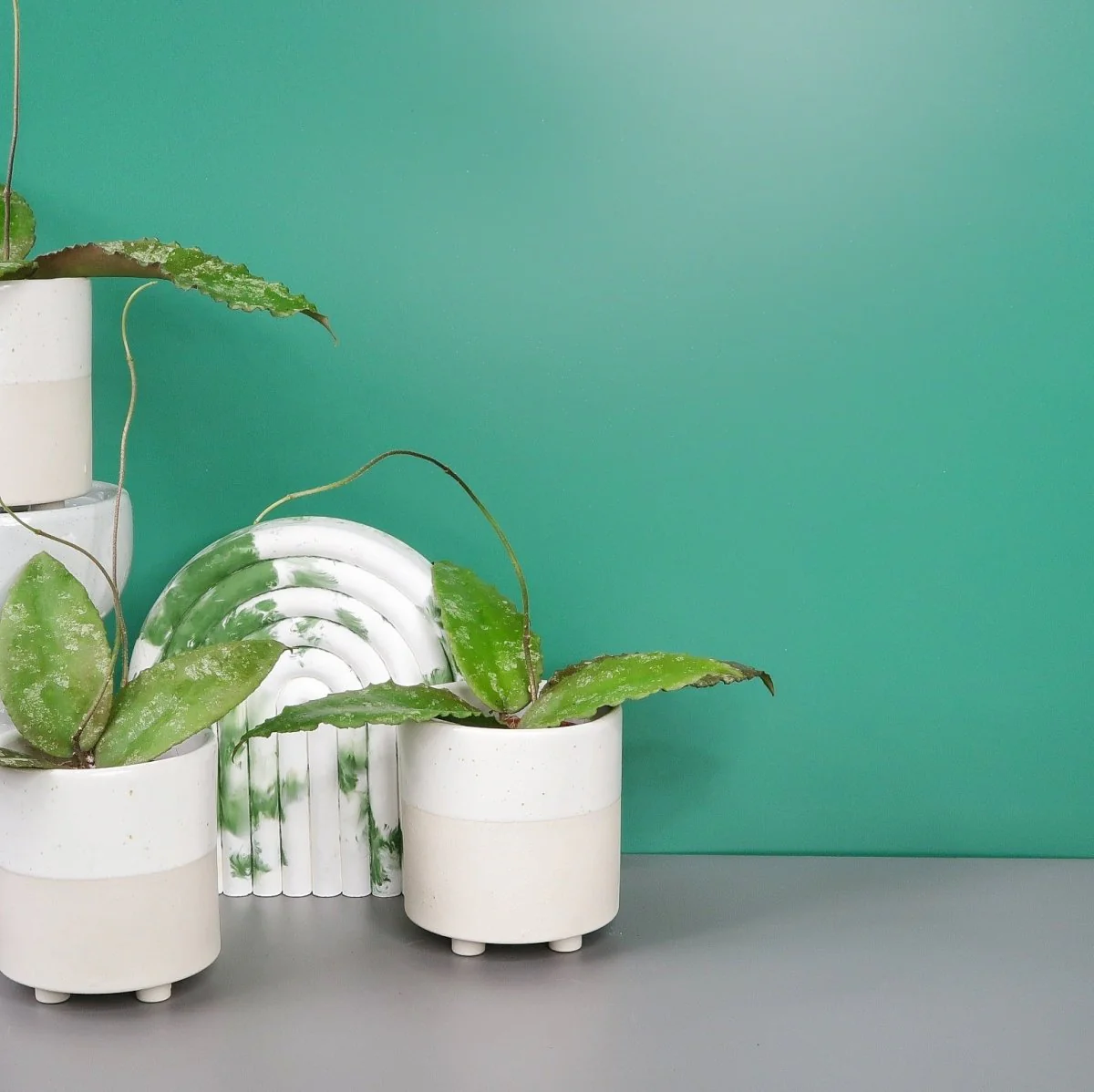 HOYA CAUDATA SUMATRA - Image 3