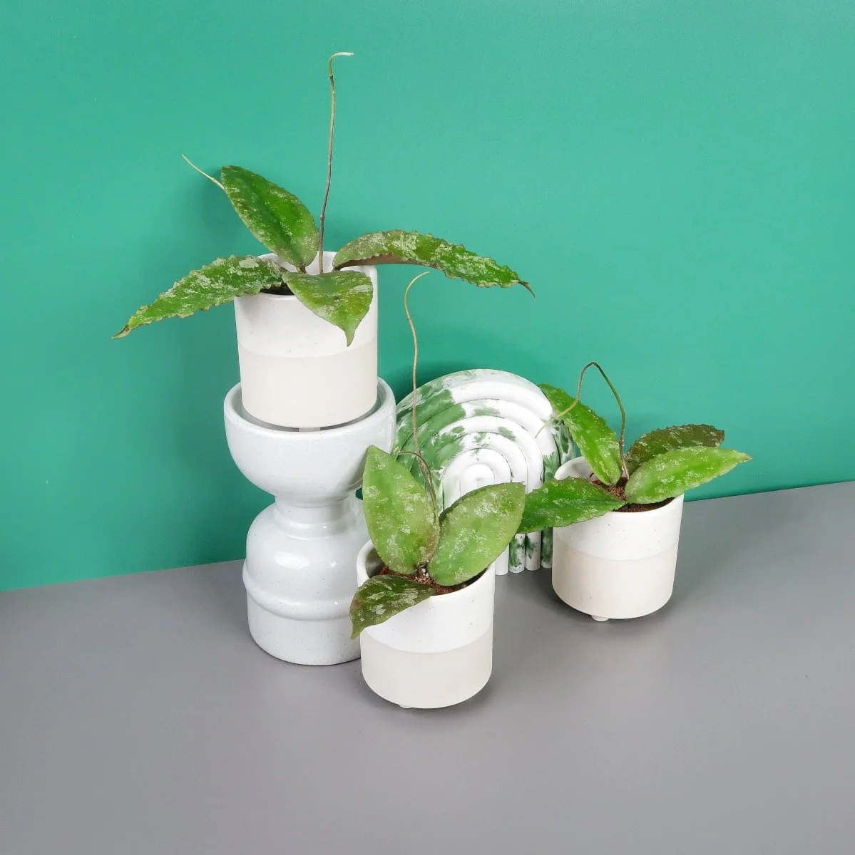 HOYA CAUDATA SUMATRA - Image 5