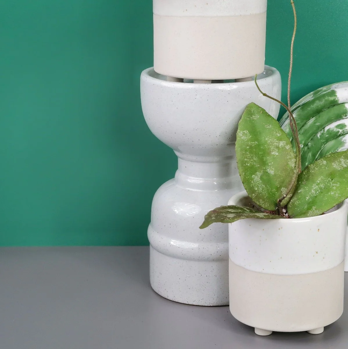 HOYA CAUDATA SUMATRA - Image 6