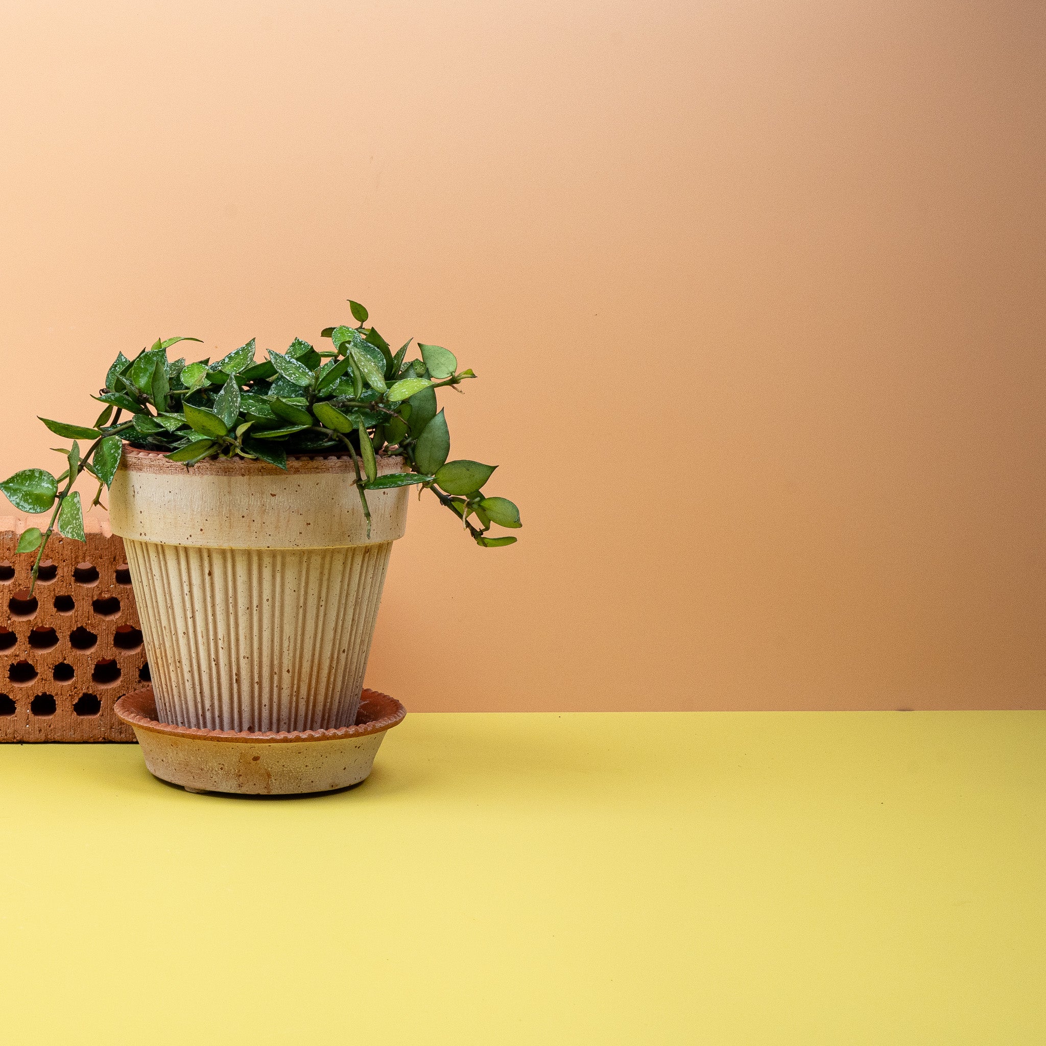 HOYA KROHNIANA SPLASH - Image 3