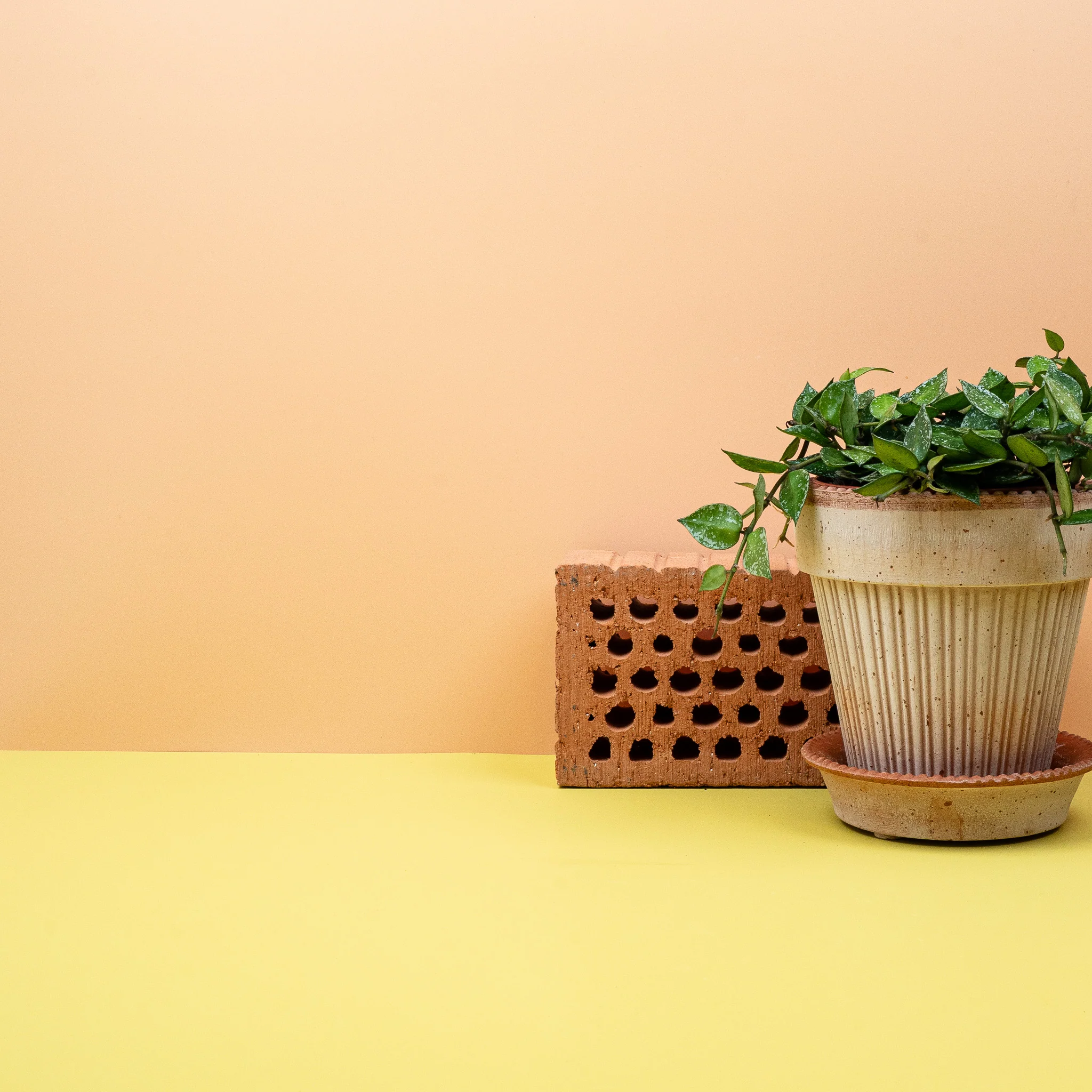 HOYA KROHNIANA SPLASH - Image 4