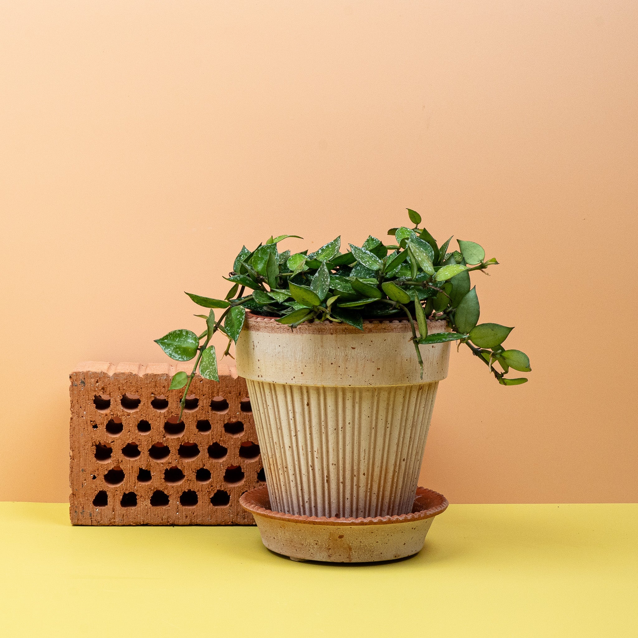 HOYA KROHNIANA SPLASH - Image 5