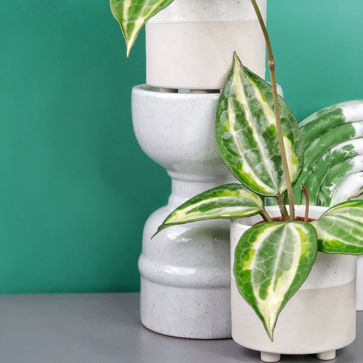 HOYA MACROPHYLLA VARIEGATA - Image 3