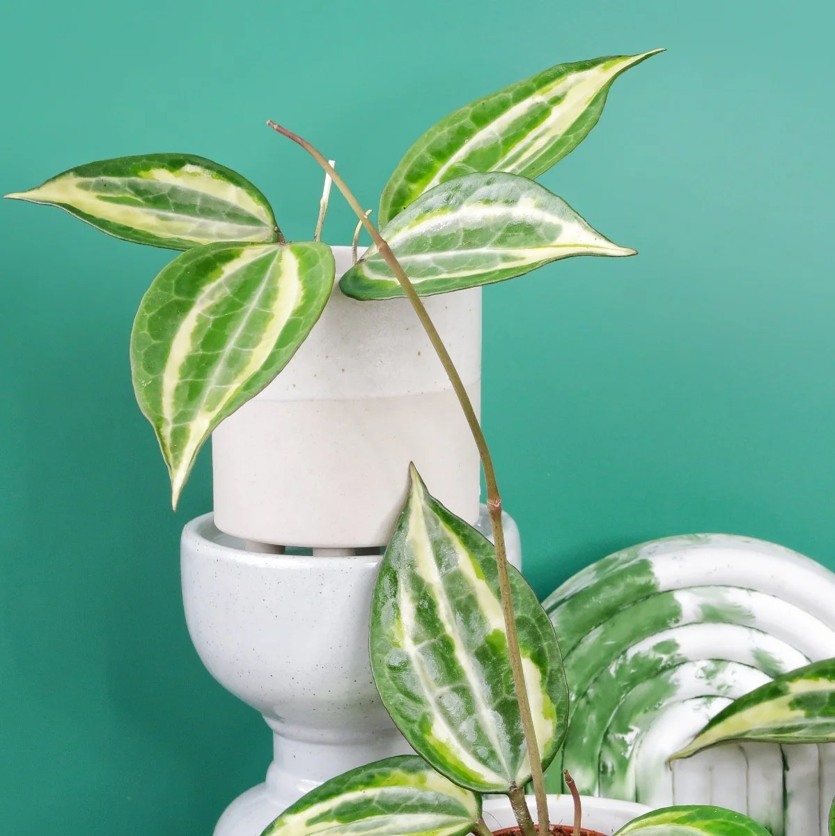 HOYA MACROPHYLLA VARIEGATA - Image 4