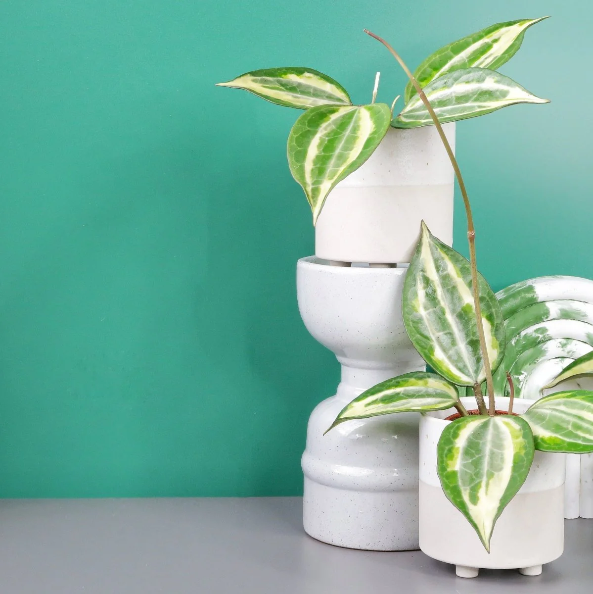 HOYA MACROPHYLLA VARIEGATA - Image 5