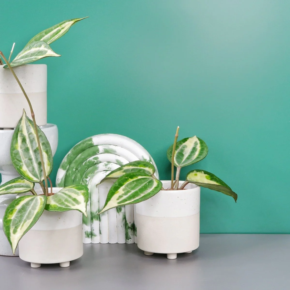 HOYA MACROPHYLLA VARIEGATA - Image 6