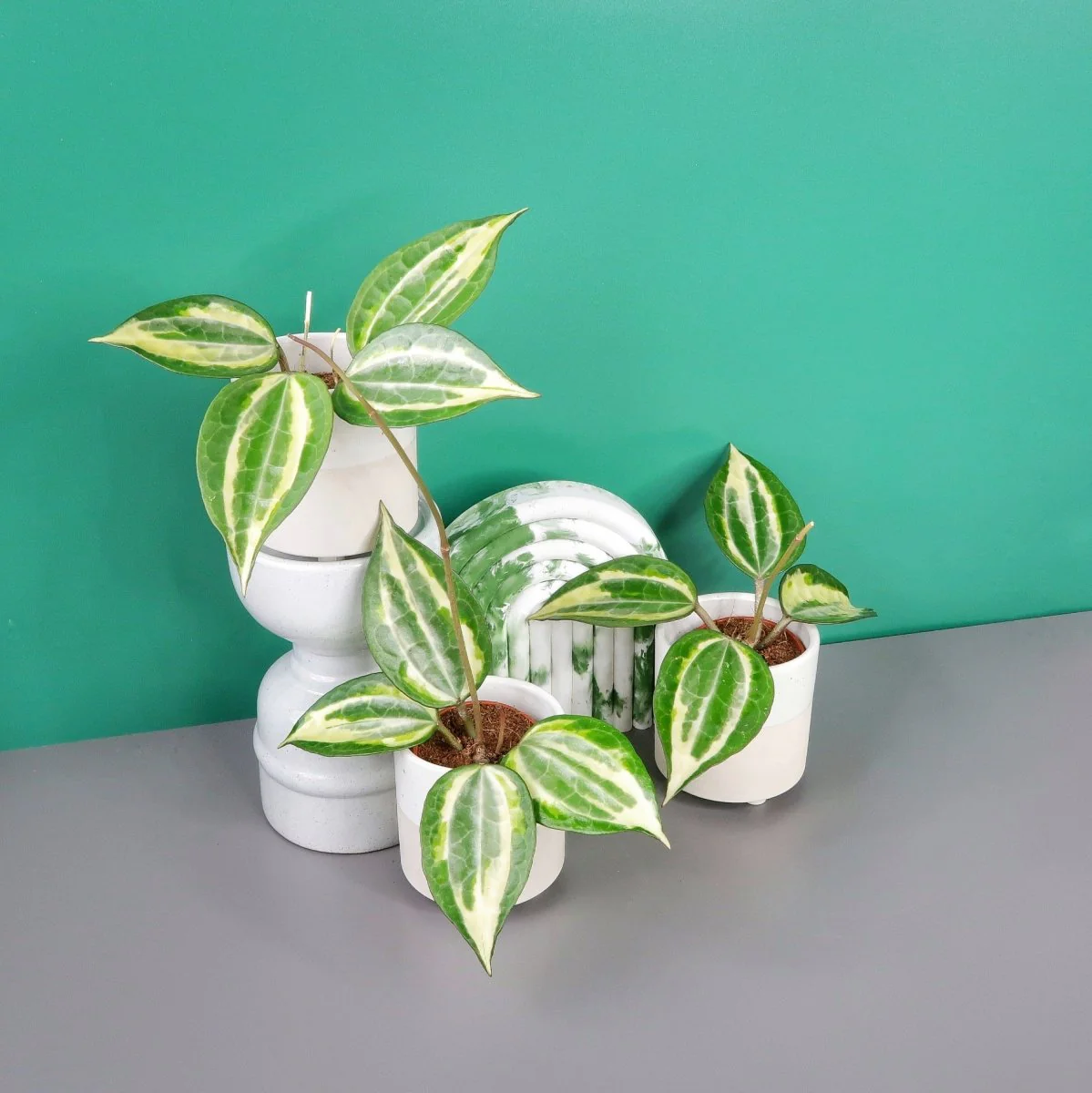 HOYA MACROPHYLLA VARIEGATA - Image 7