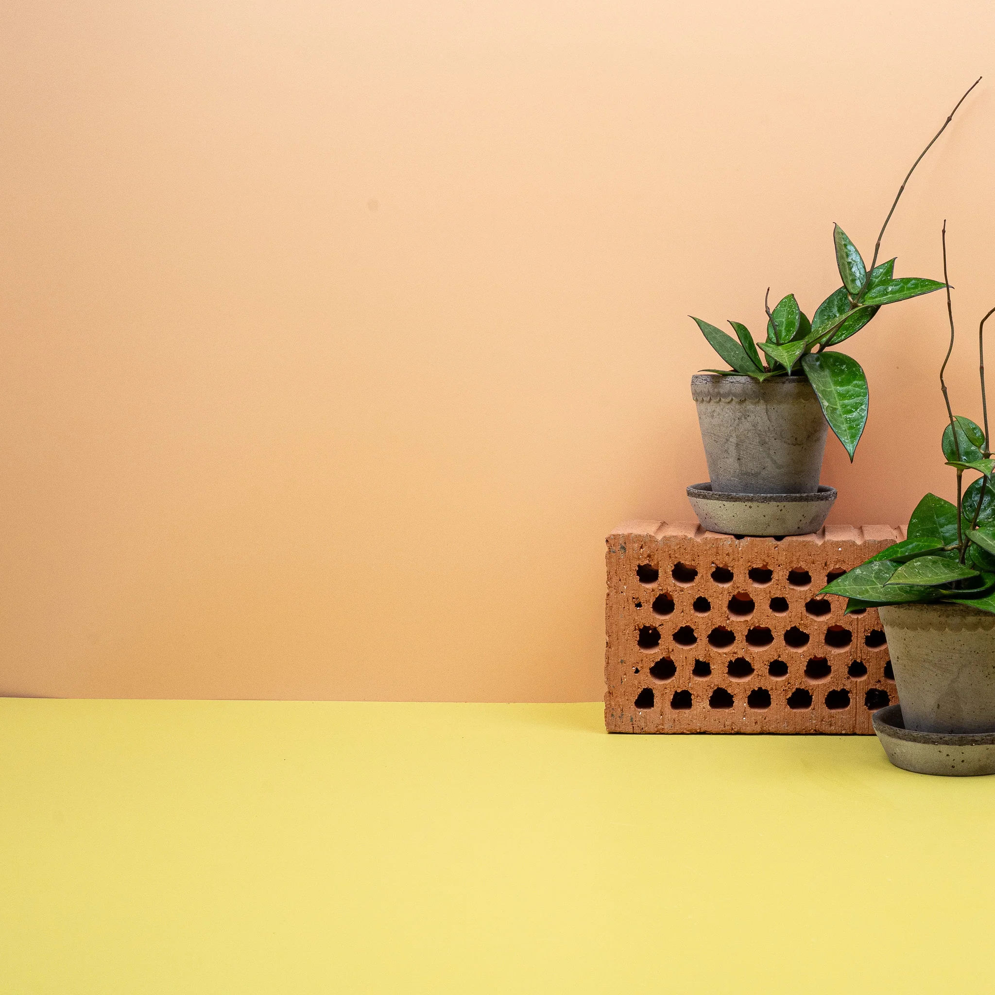 HOYA PARASITICA BLACK EDGE - Image 10