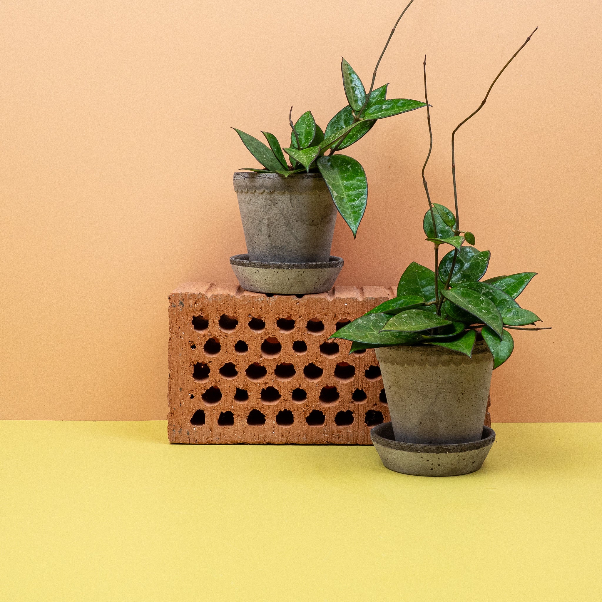 HOYA PARASITICA BLACK EDGE - Image 11