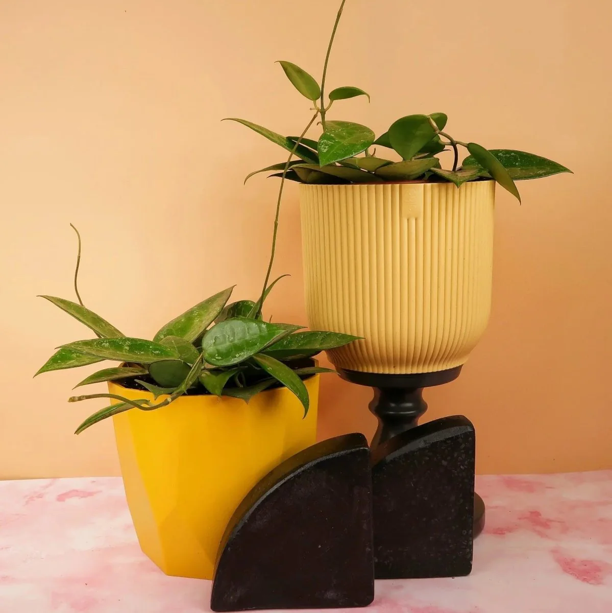 HOYA PARASITICA BLACK EDGE - Image 3