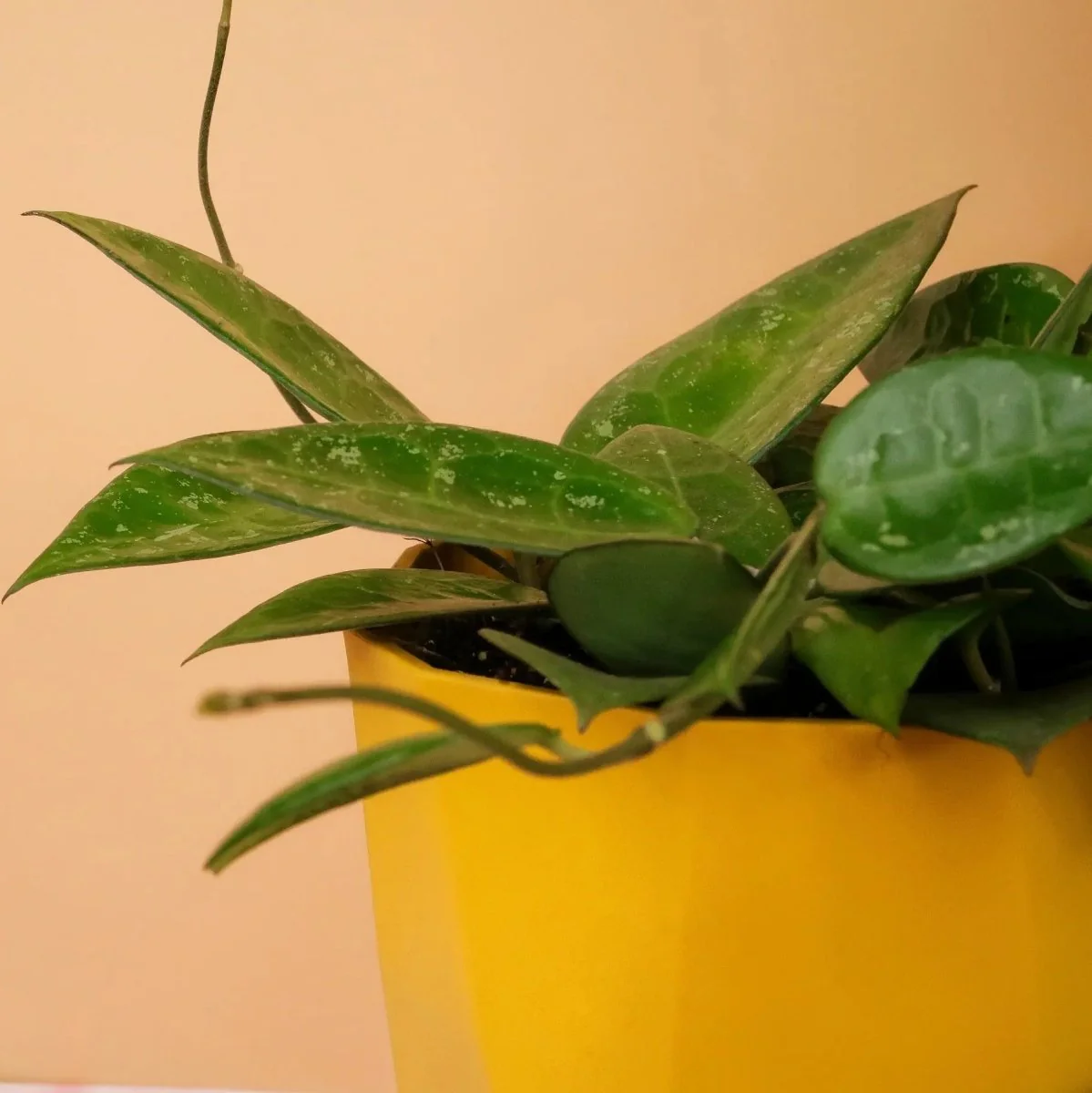 HOYA PARASITICA BLACK EDGE - Image 4