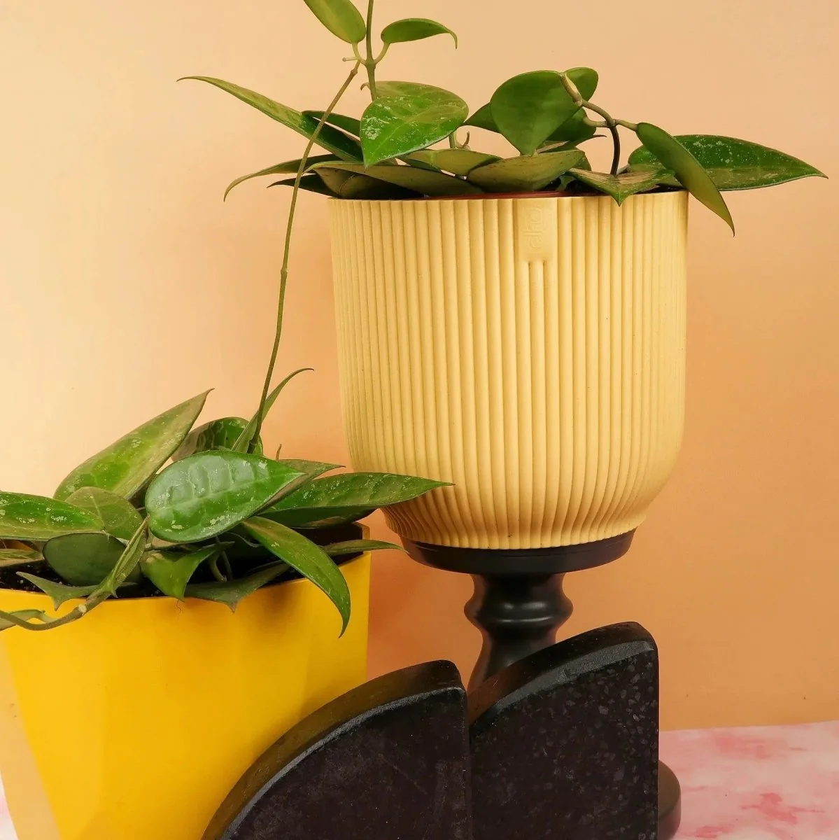 HOYA PARASITICA BLACK EDGE - Image 5