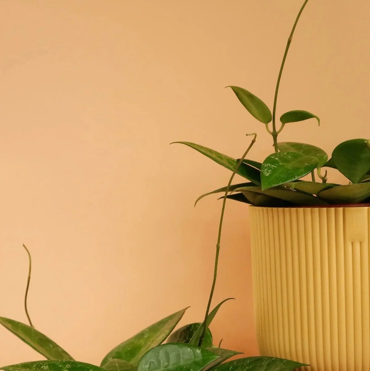 HOYA PARASITICA BLACK EDGE - Image 6