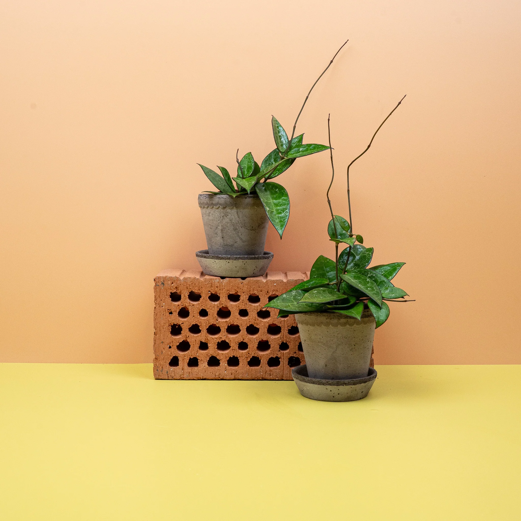 HOYA PARASITICA BLACK EDGE - Image 7