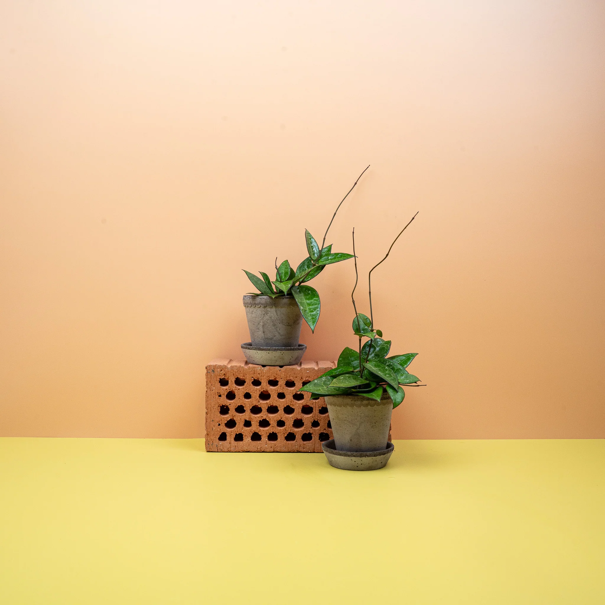 HOYA PARASITICA BLACK EDGE - Image 8