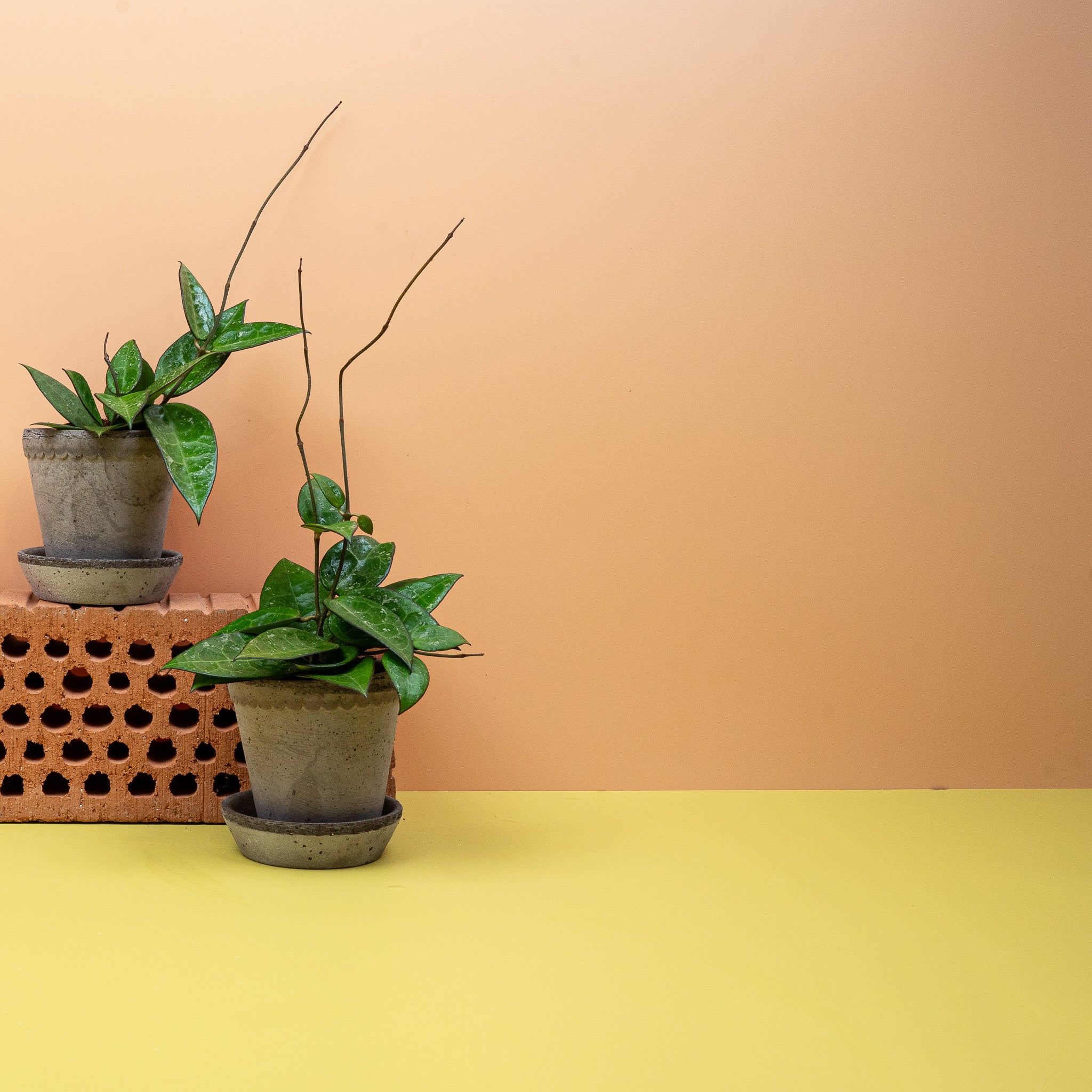 HOYA PARASITICA BLACK EDGE - Image 9