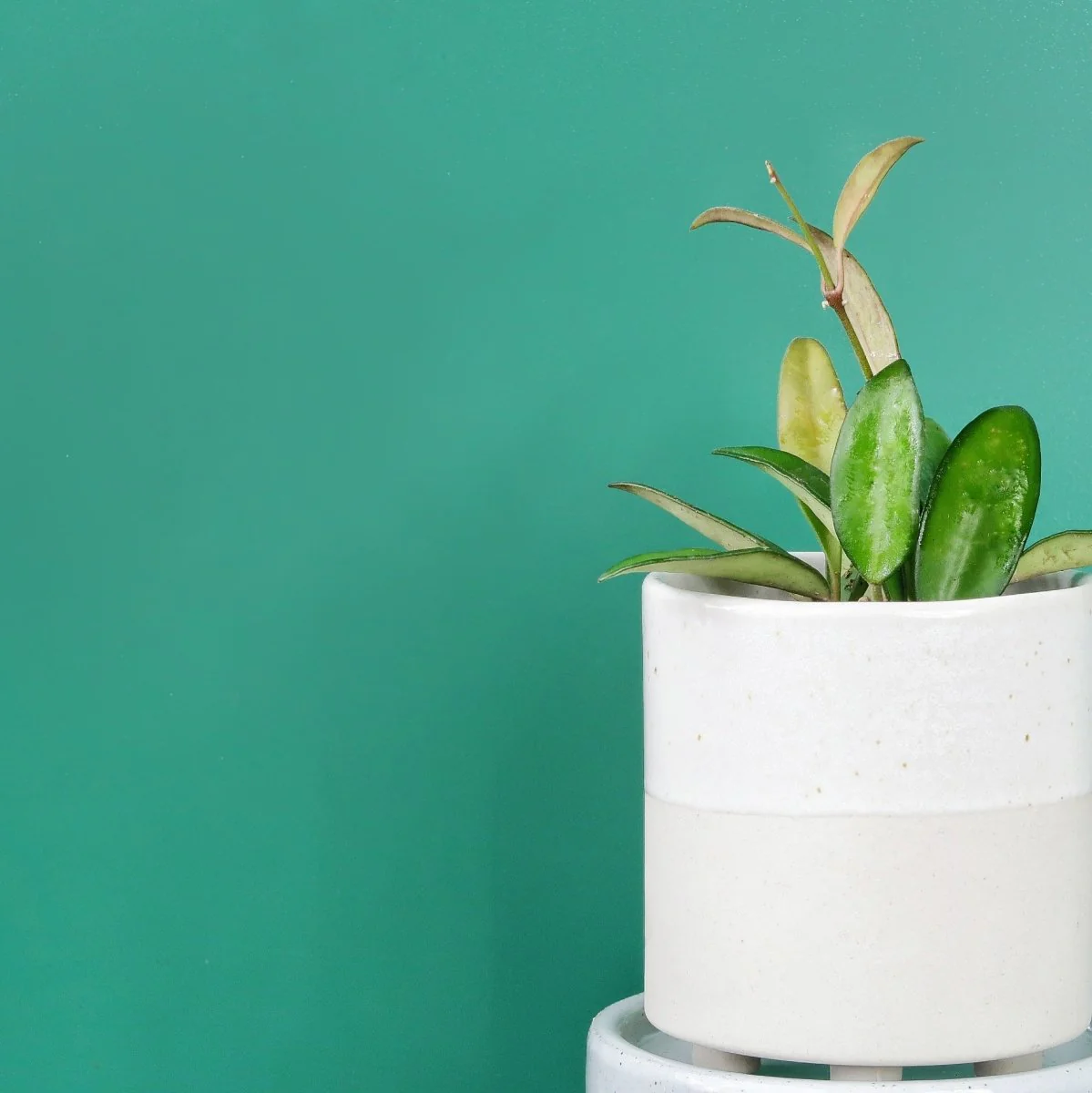 HOYA PHILIPINES - Image 5