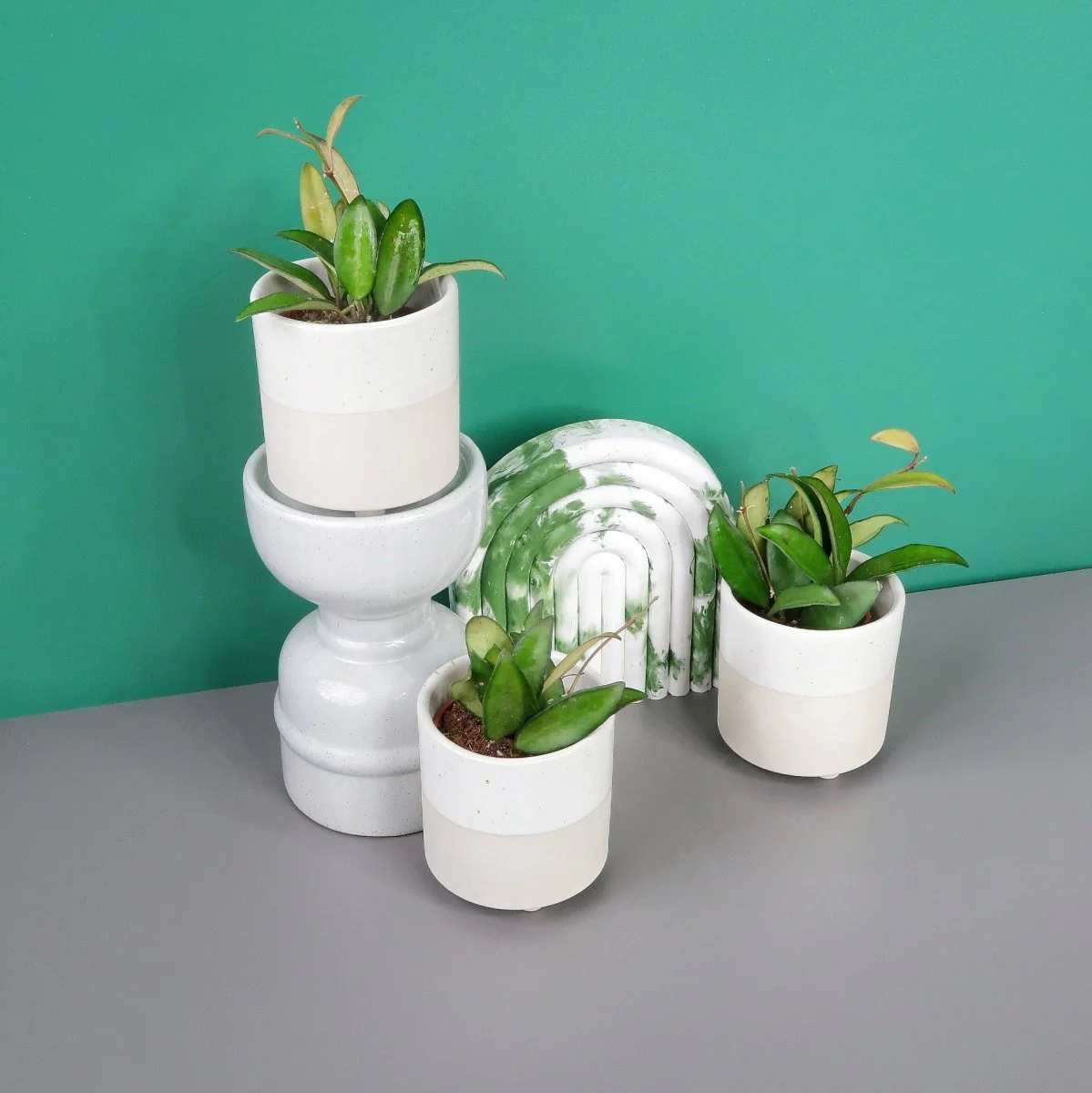 HOYA PHILIPINES - Image 6