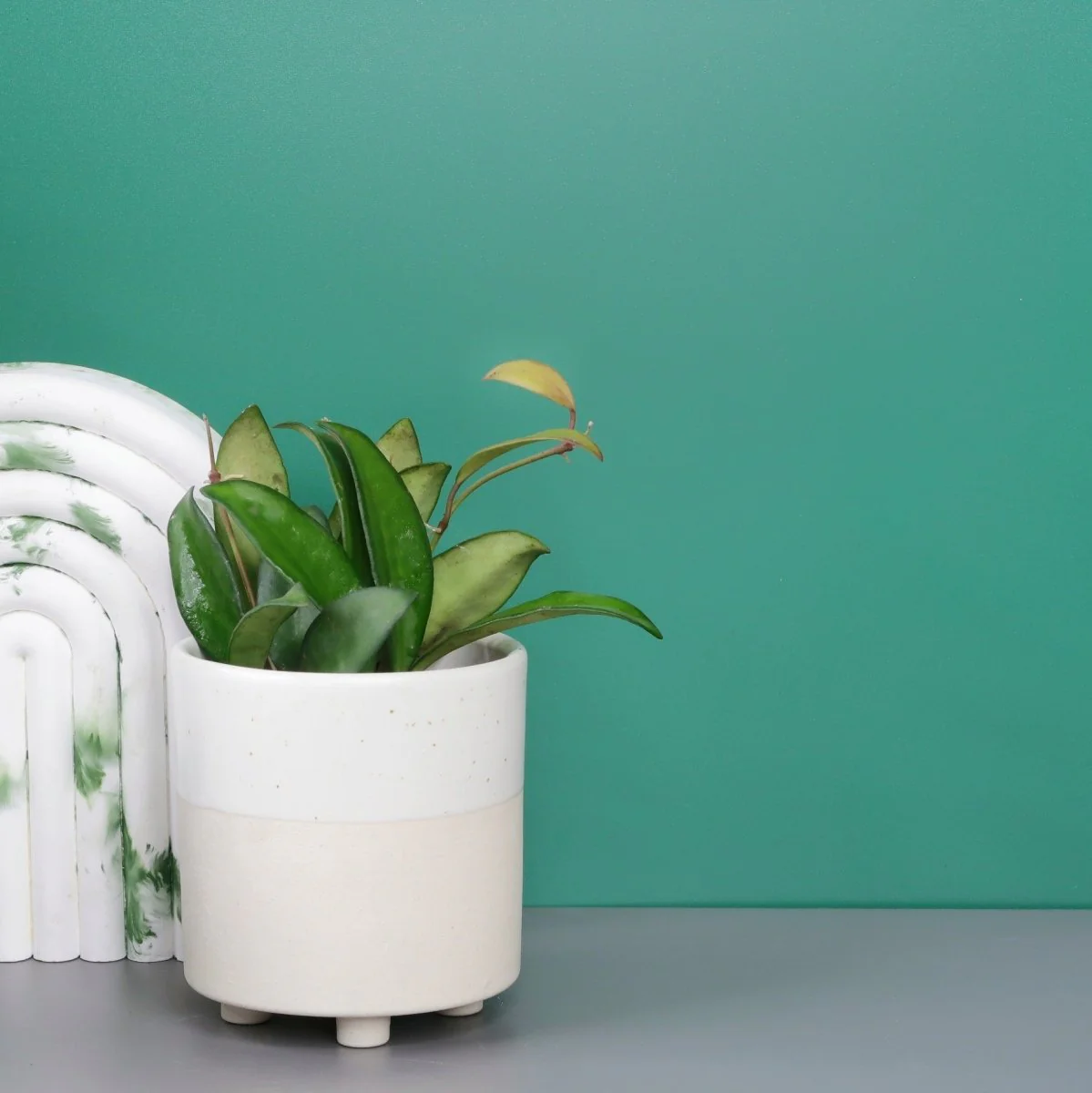 HOYA PHILIPINES - Image 7