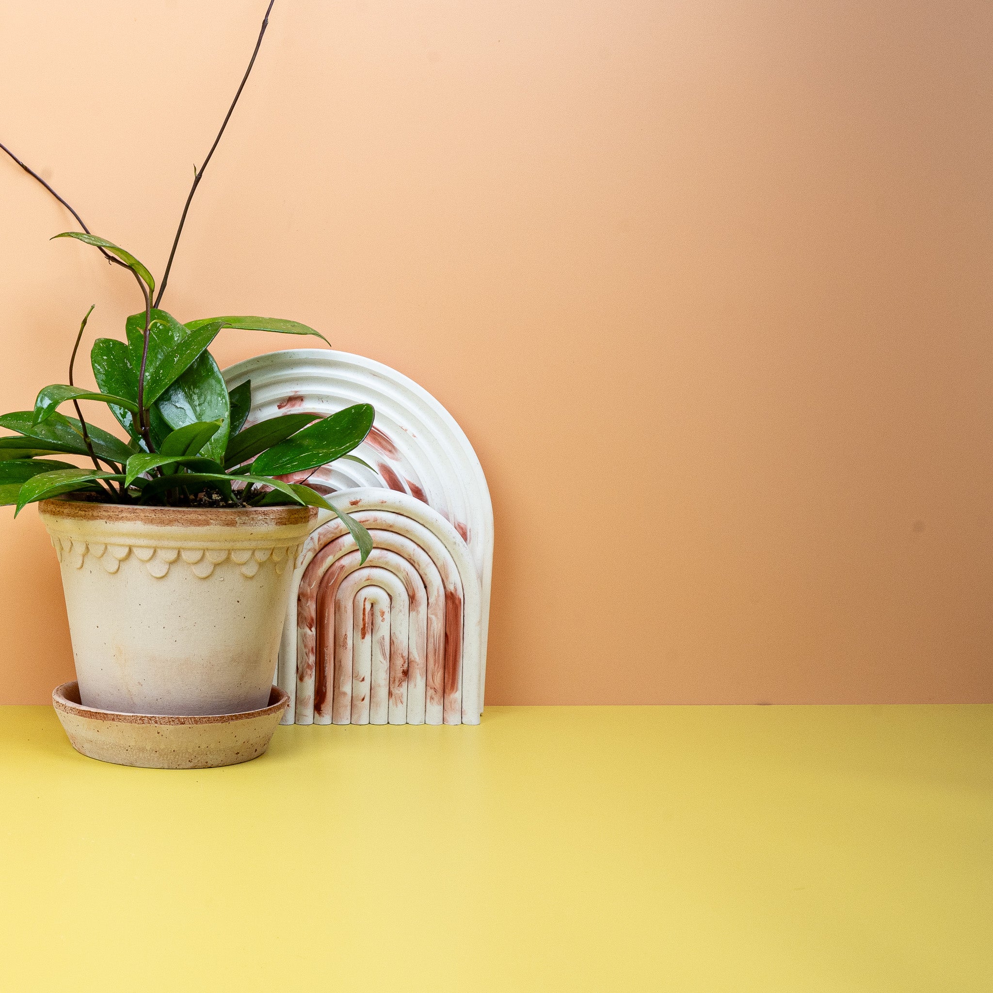 HOYA PUBLICALIX - Image 3