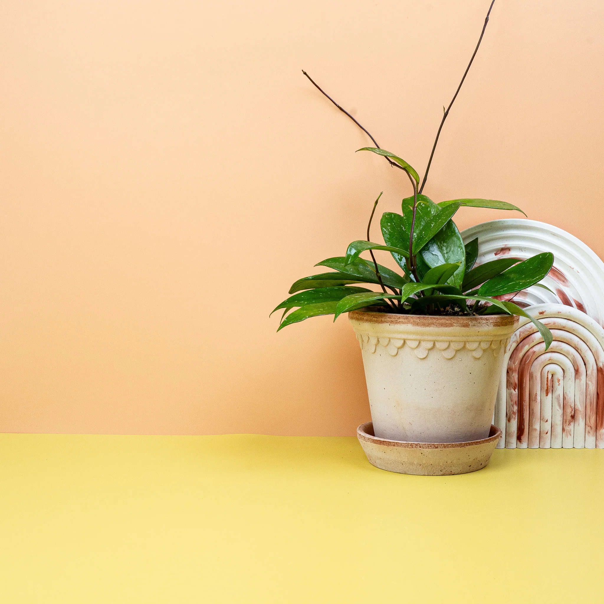 HOYA PUBLICALIX - Image 4