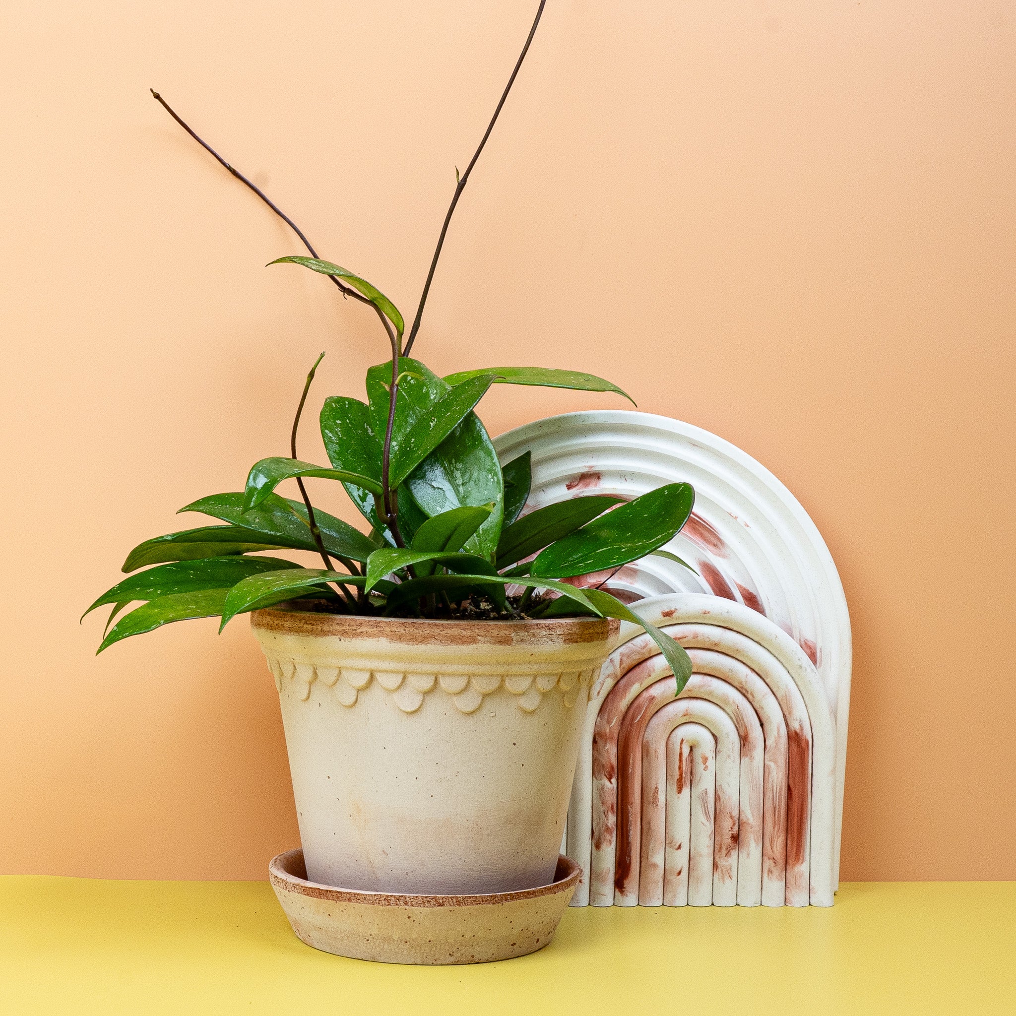 HOYA PUBLICALIX - Image 5