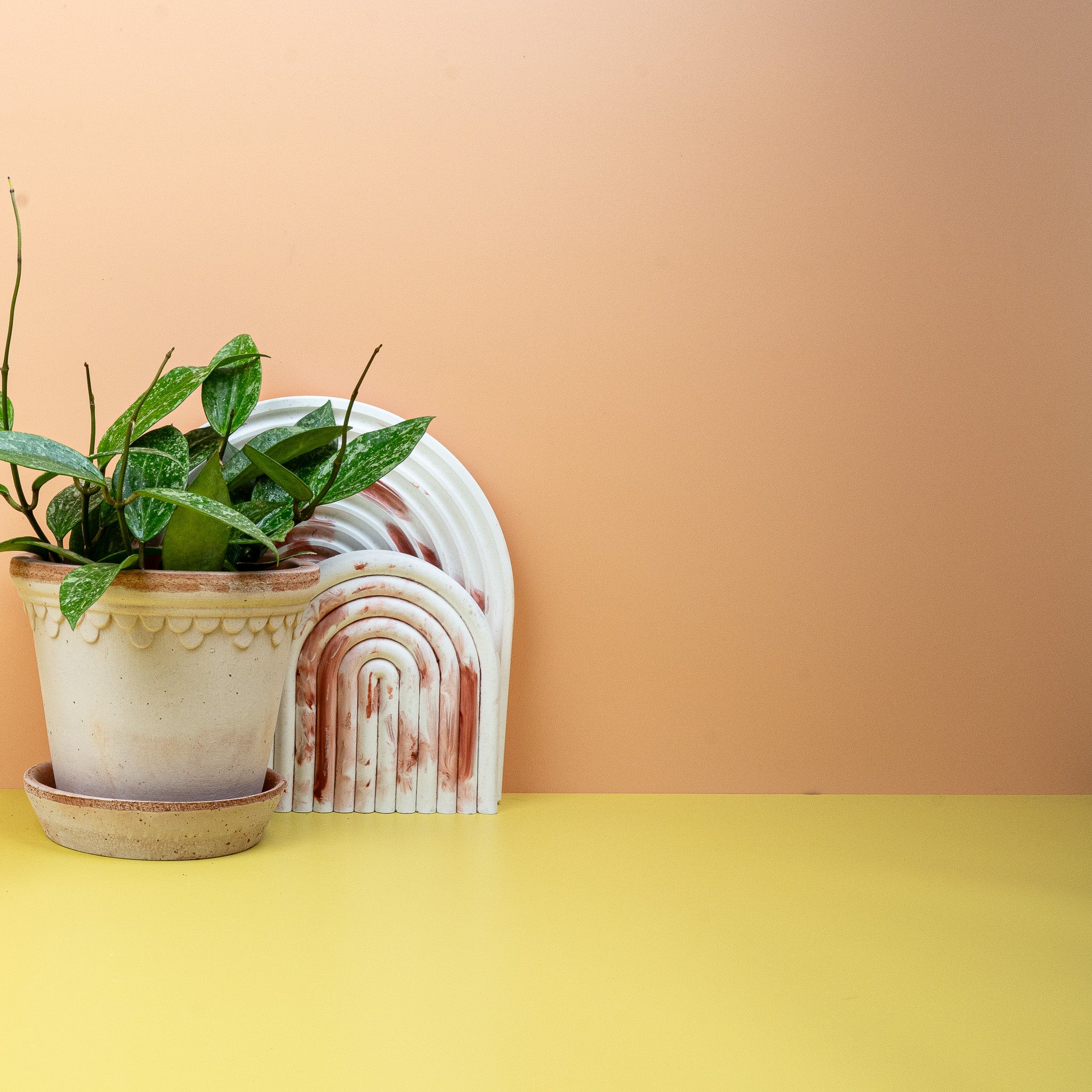 HOYA RANGSAN - Image 3