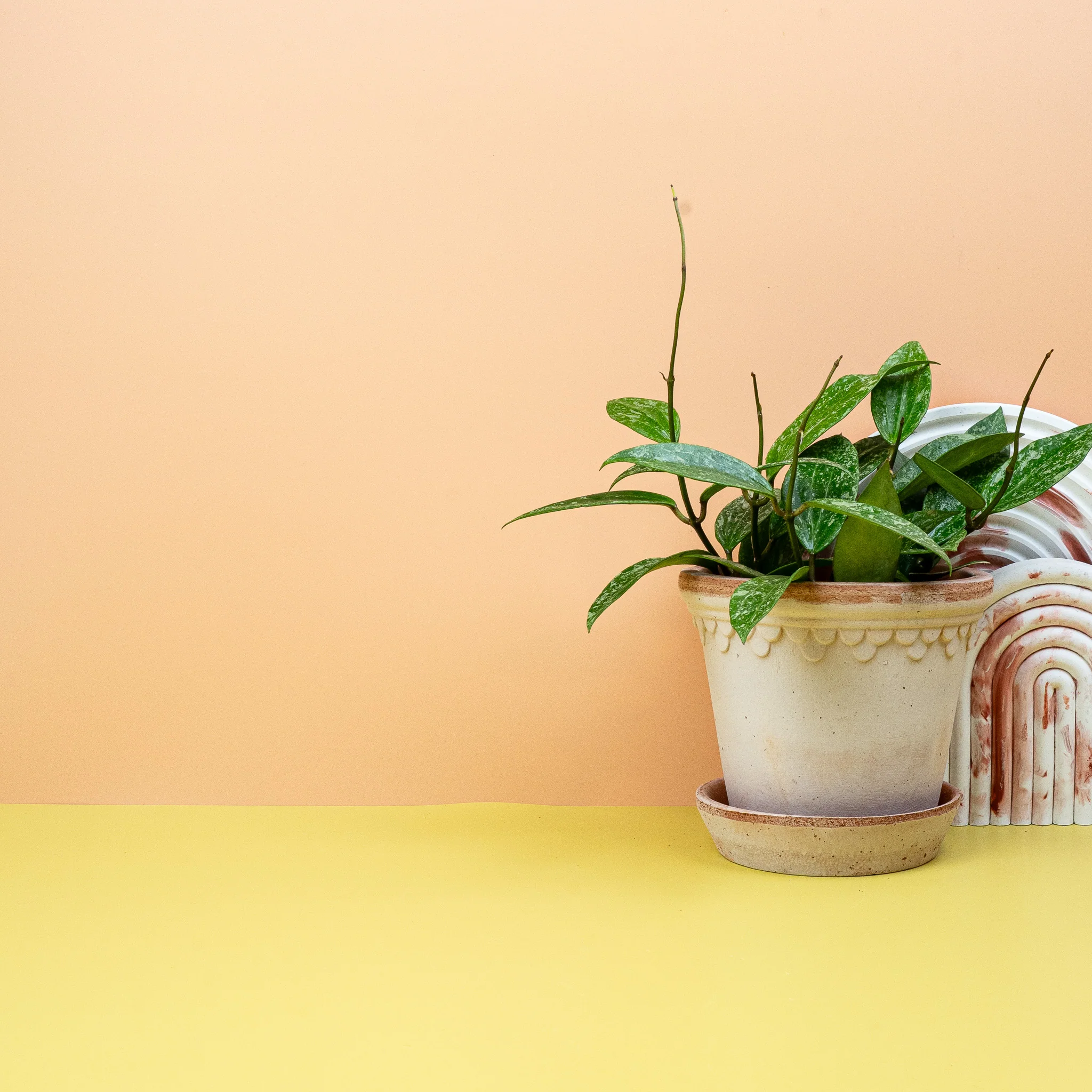 HOYA RANGSAN - Image 4