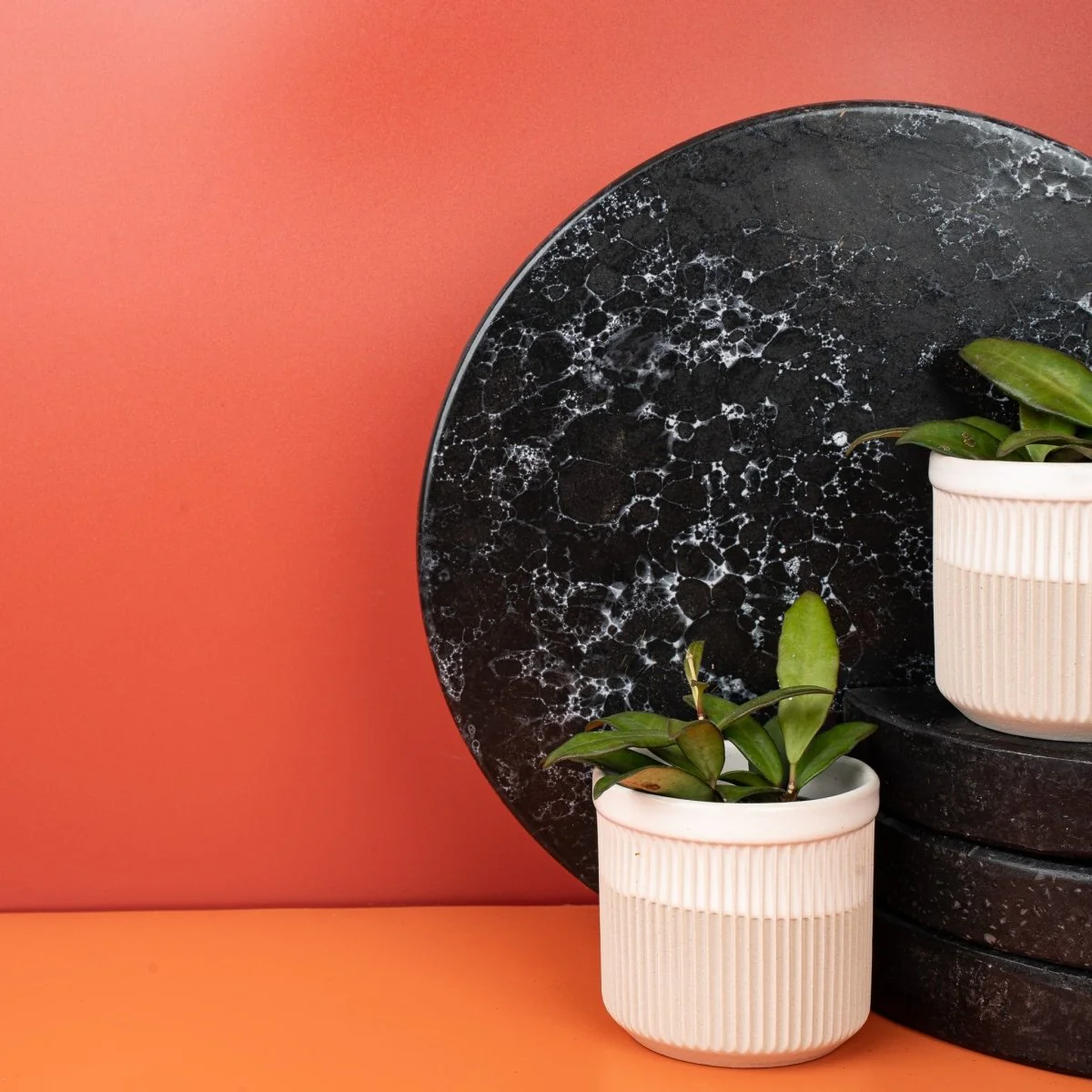 HOYA ROSITA - Image 3