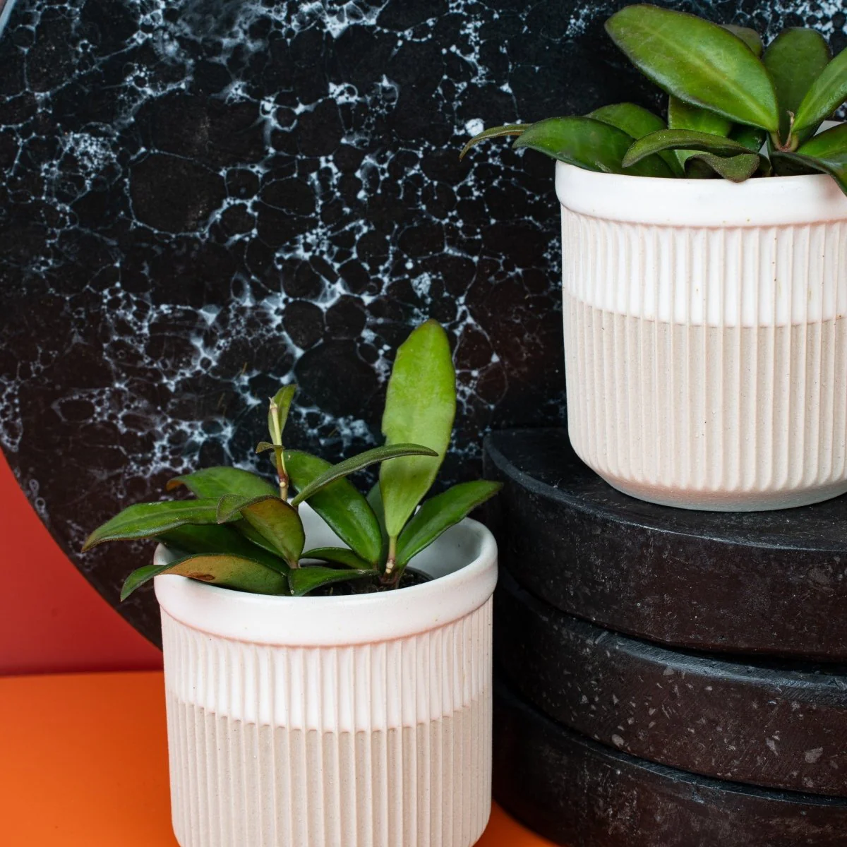 HOYA ROSITA - Image 4