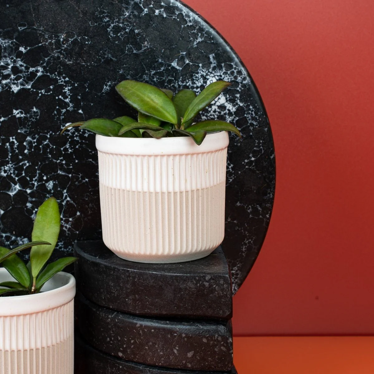 HOYA ROSITA - Image 5