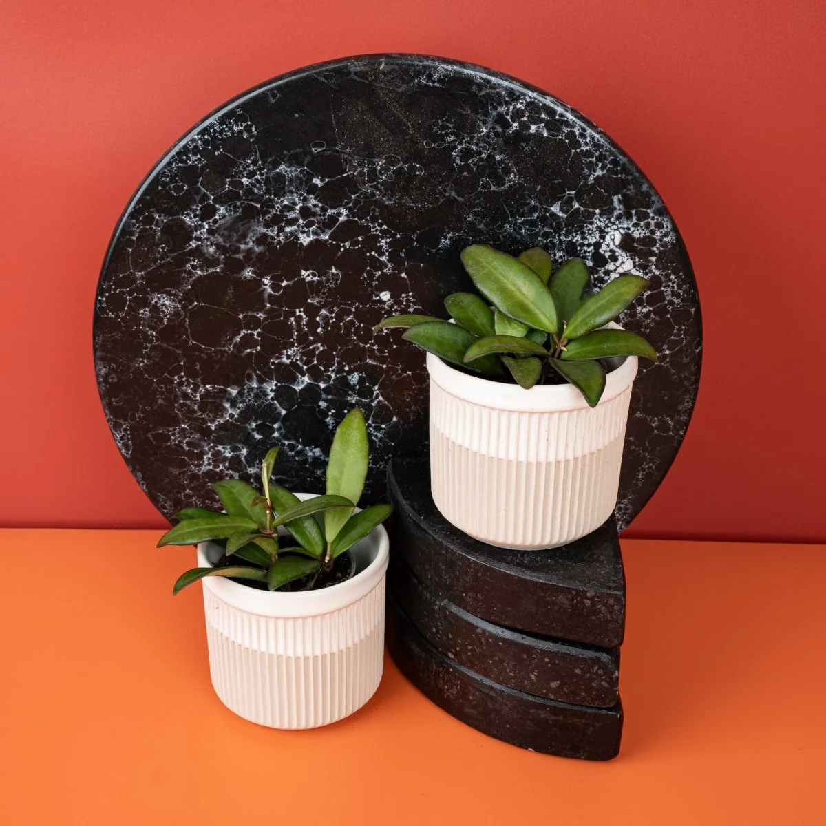 HOYA ROSITA - Image 6