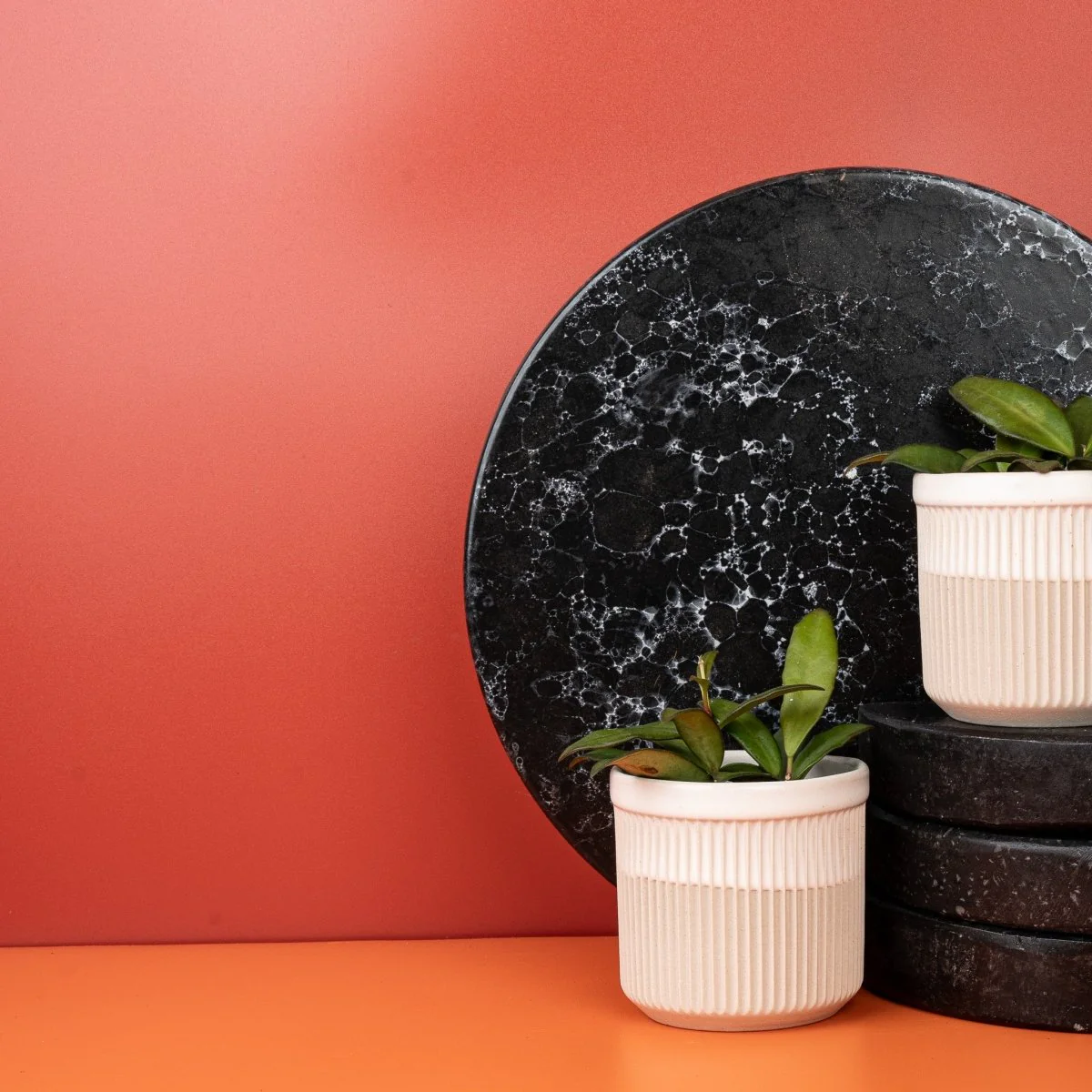 HOYA ROSITA - Image 7