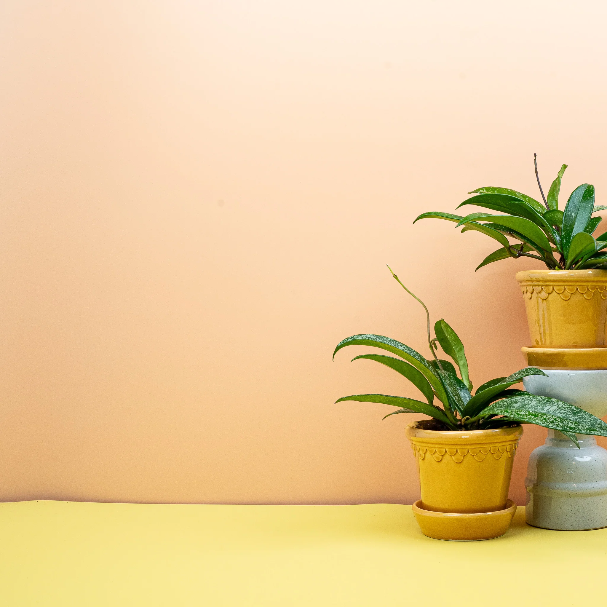 HOYA SILVERSPOT - Image 3