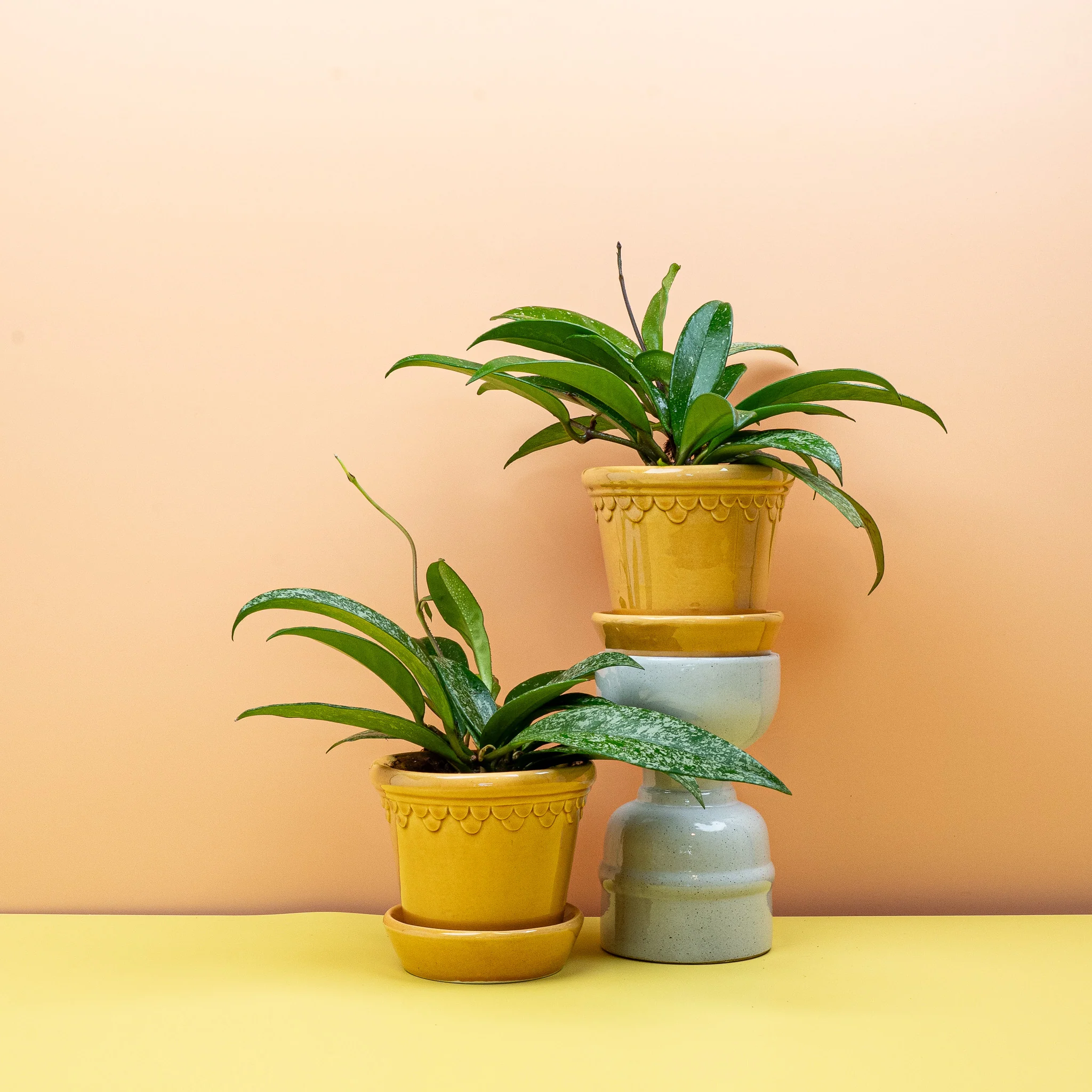 HOYA SILVERSPOT - Image 4