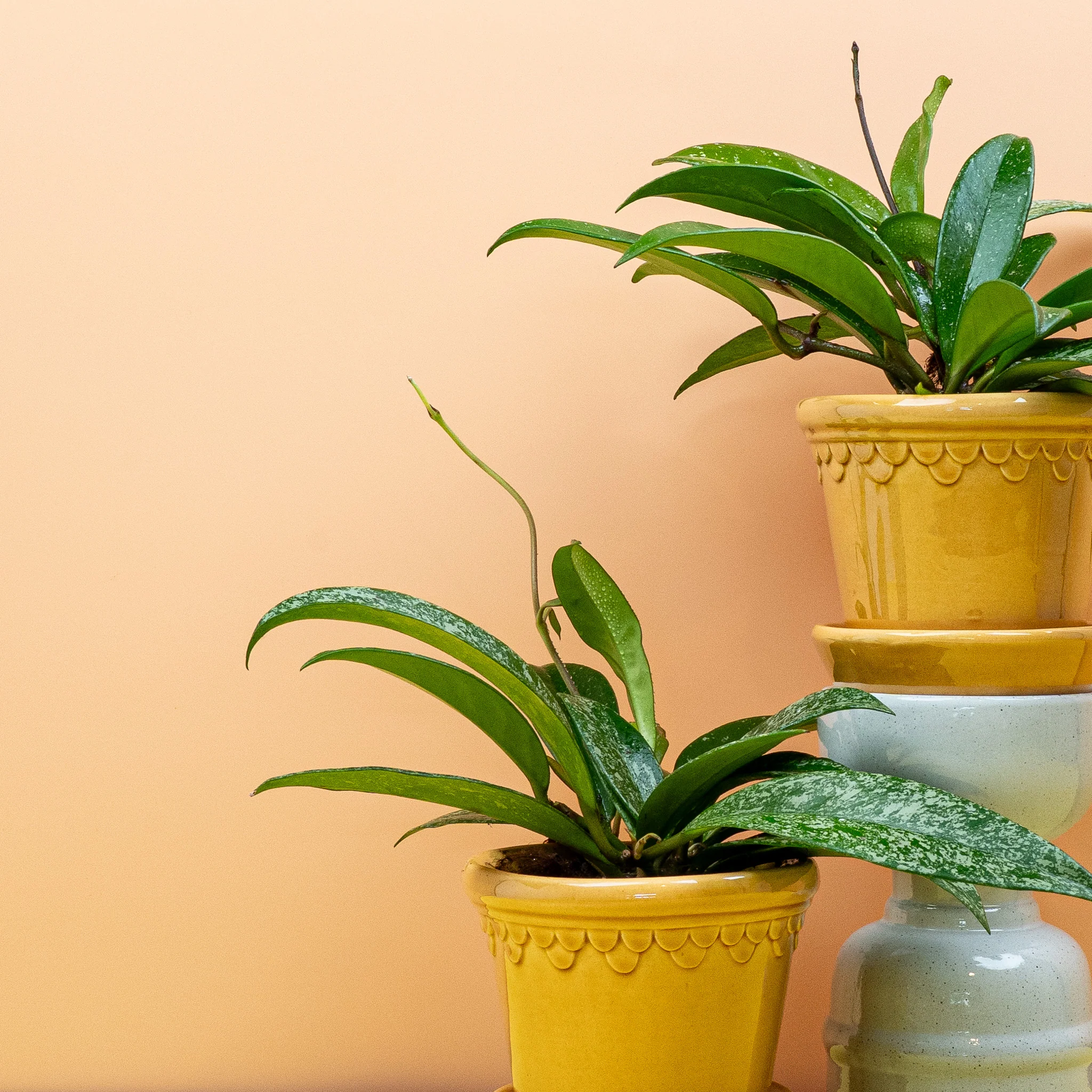 HOYA SILVERSPOT - Image 5