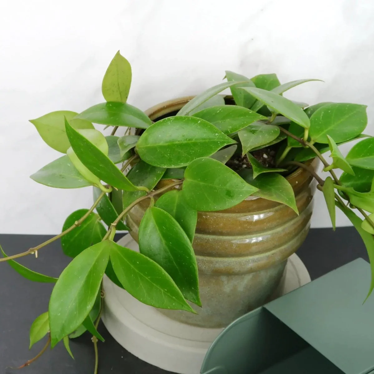 HOYA SUNRISE - Image 3