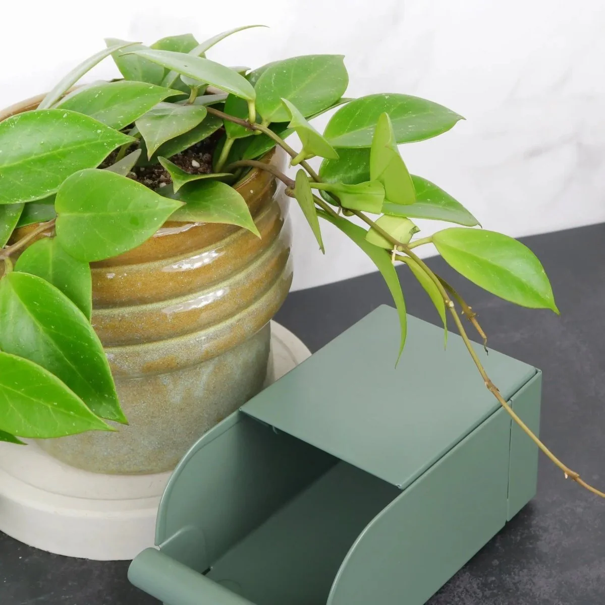 HOYA SUNRISE - Image 4