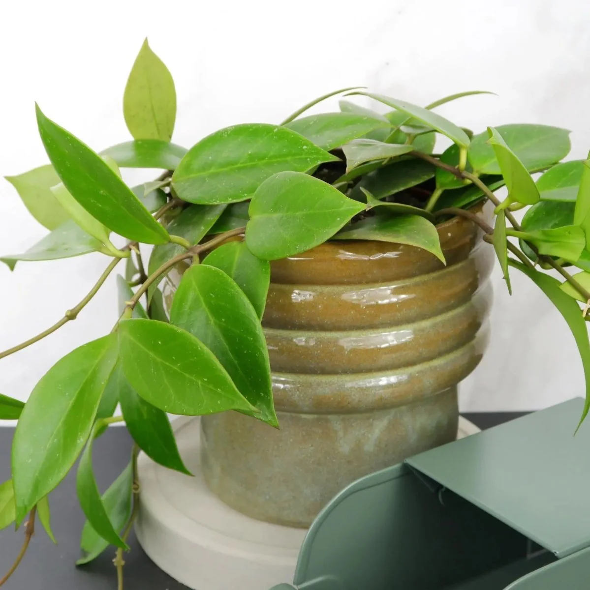 HOYA SUNRISE - Image 5