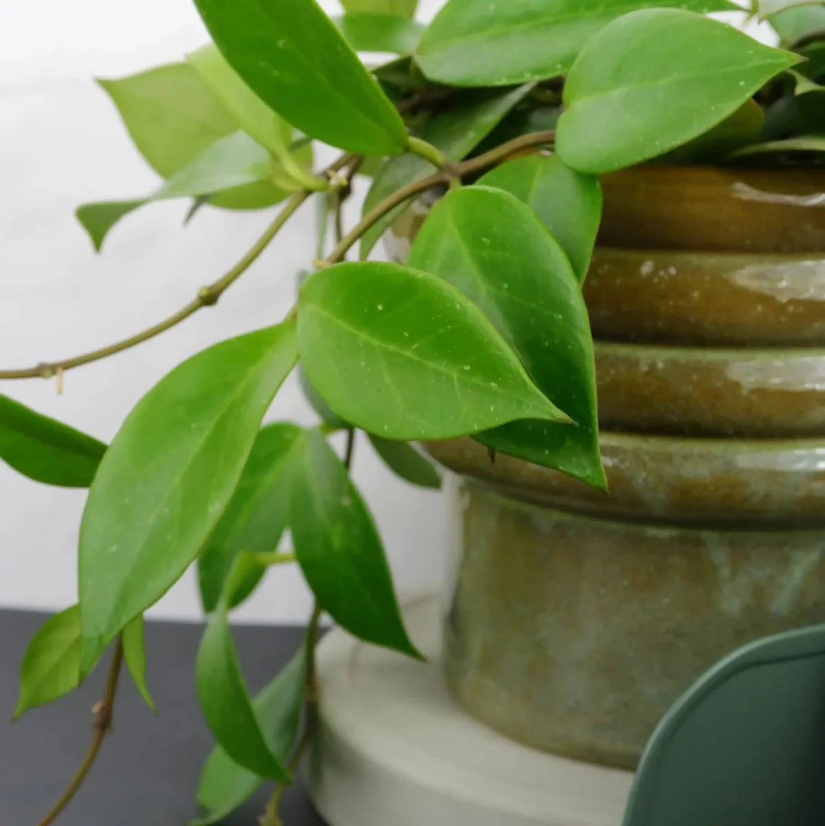 HOYA SUNRISE - Image 6