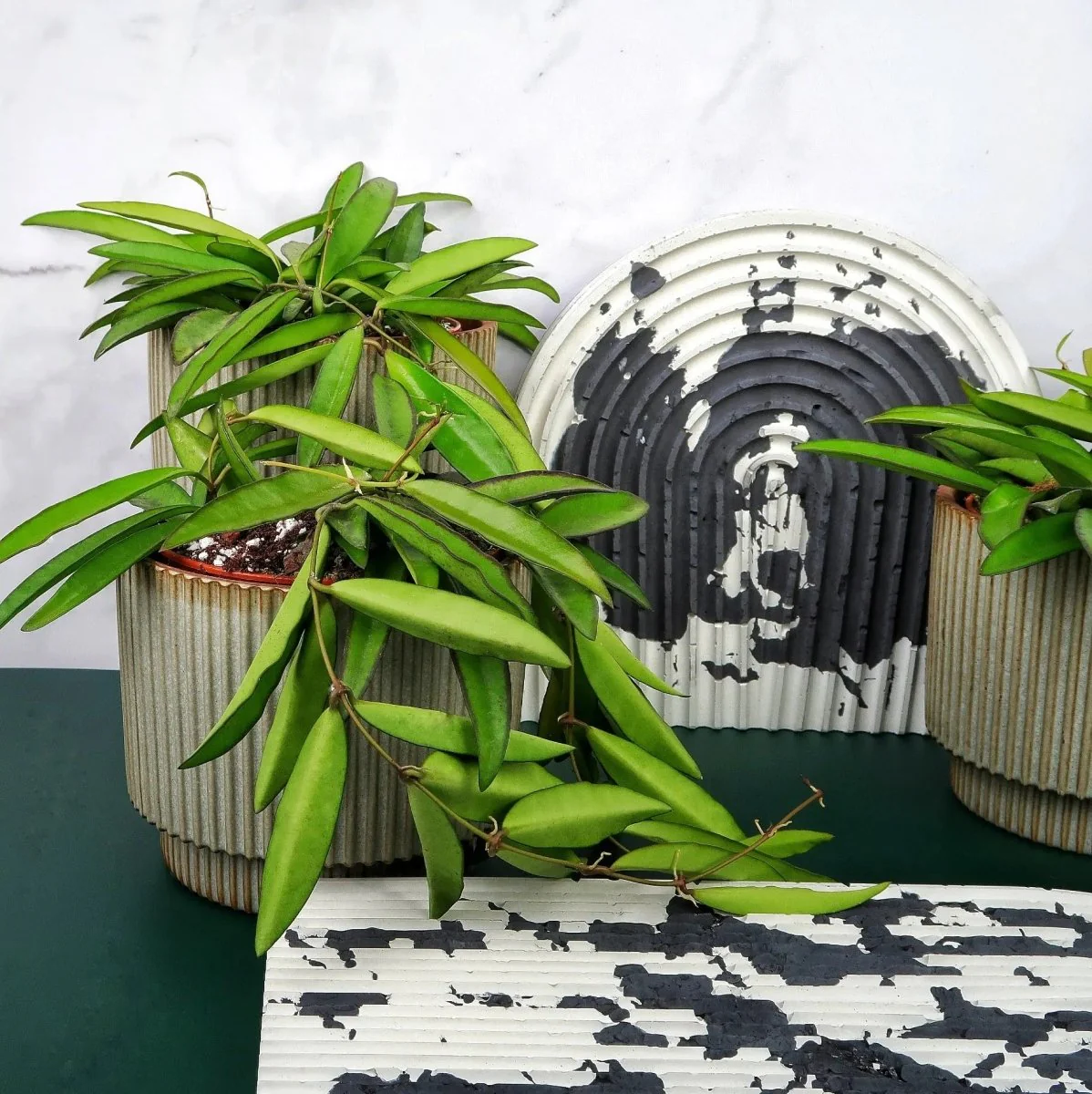 HOYA WAYETII - Image 3