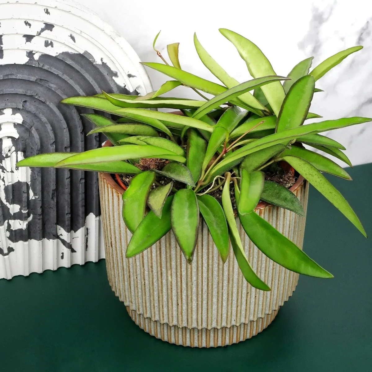 HOYA WAYETII - Image 4