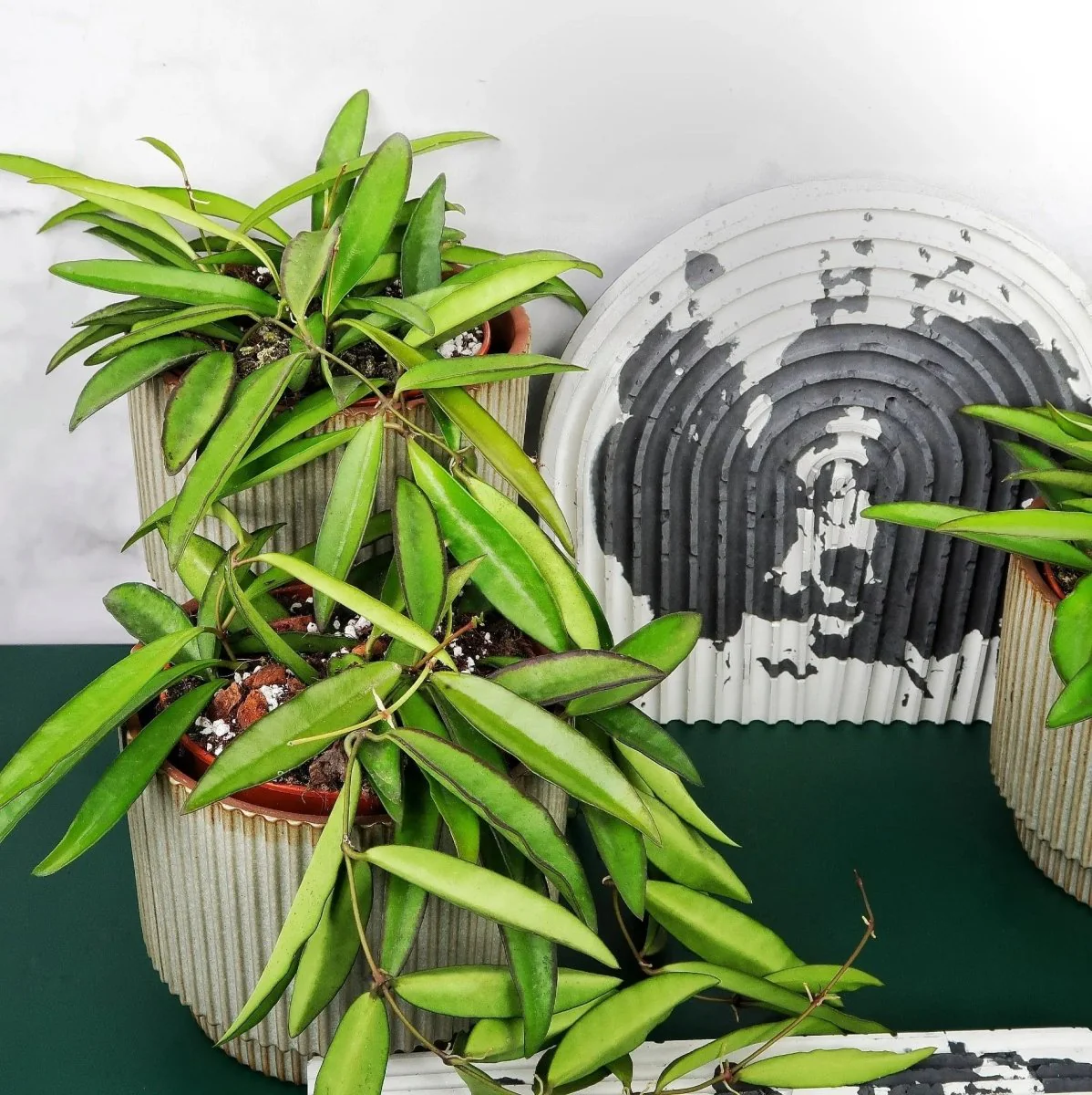 HOYA WAYETII - Image 5