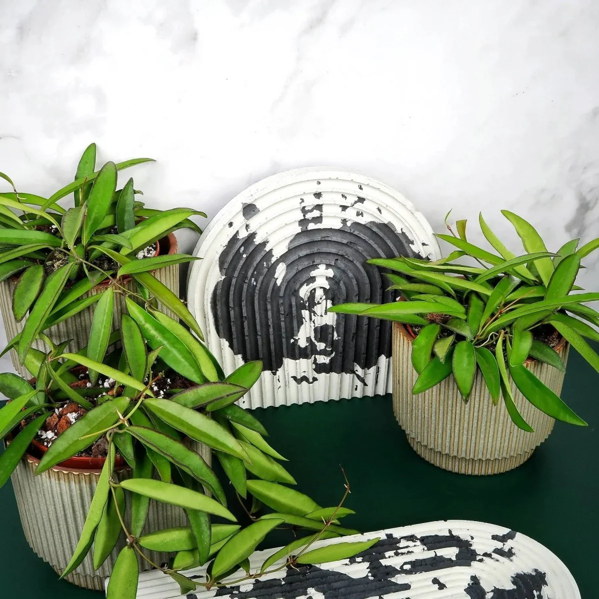 HOYA WAYETII - Image 6