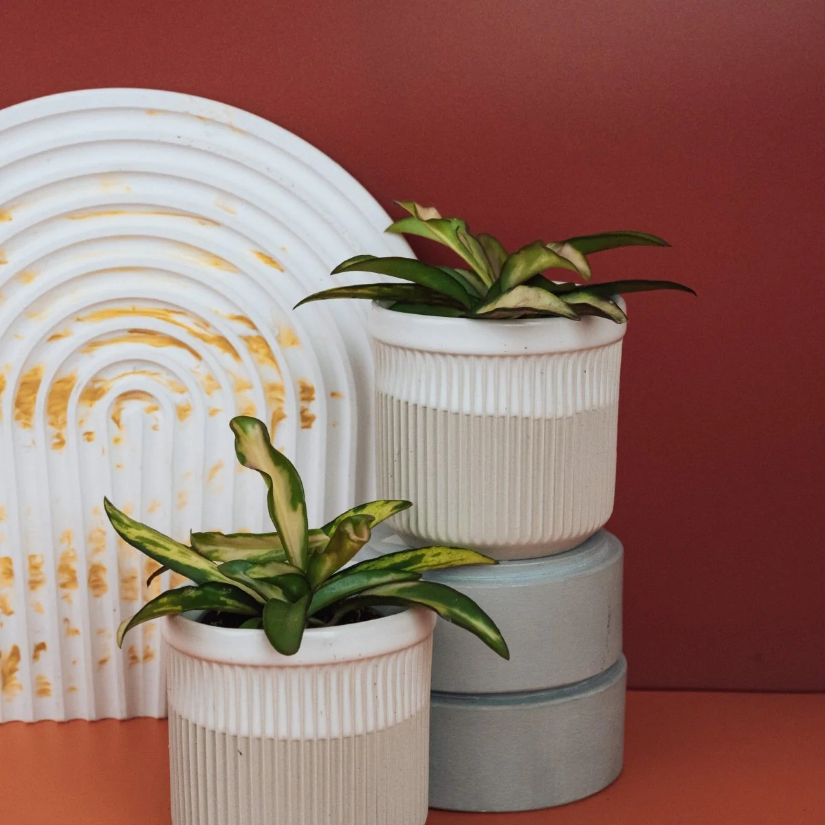 HOYA WAYETII TRICOLOR - Image 10