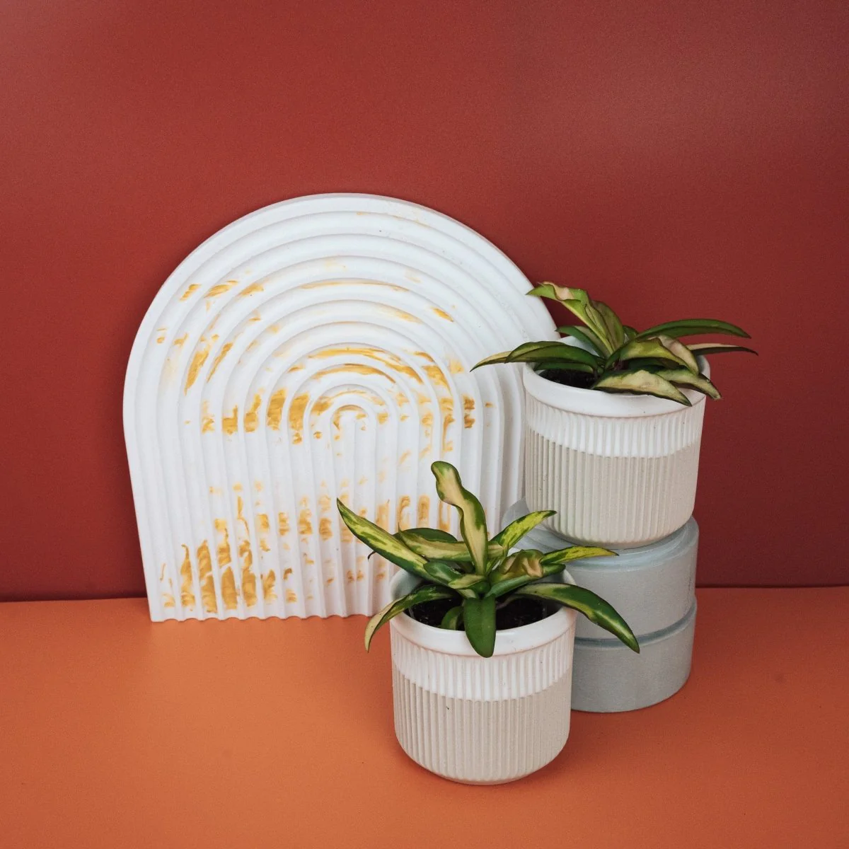 HOYA WAYETII TRICOLOR - Image 11