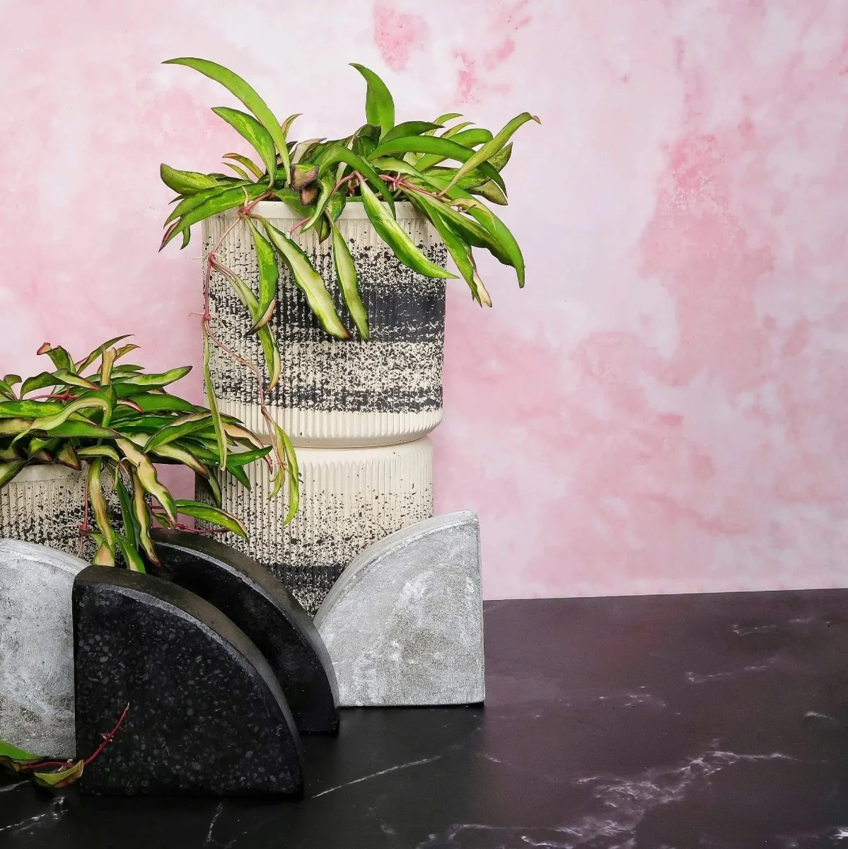 HOYA WAYETII TRICOLOR - Image 5