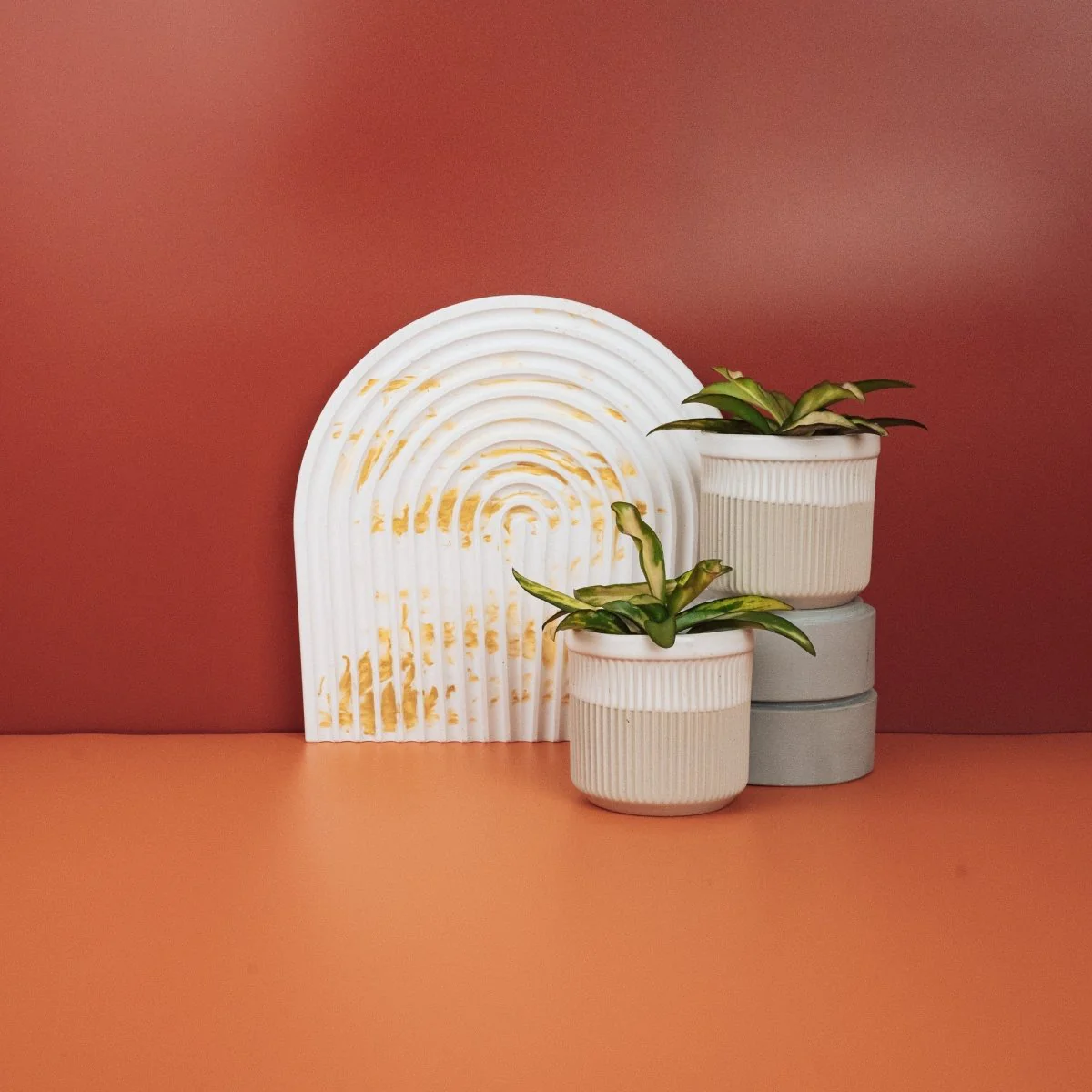 HOYA WAYETII TRICOLOR - Image 6